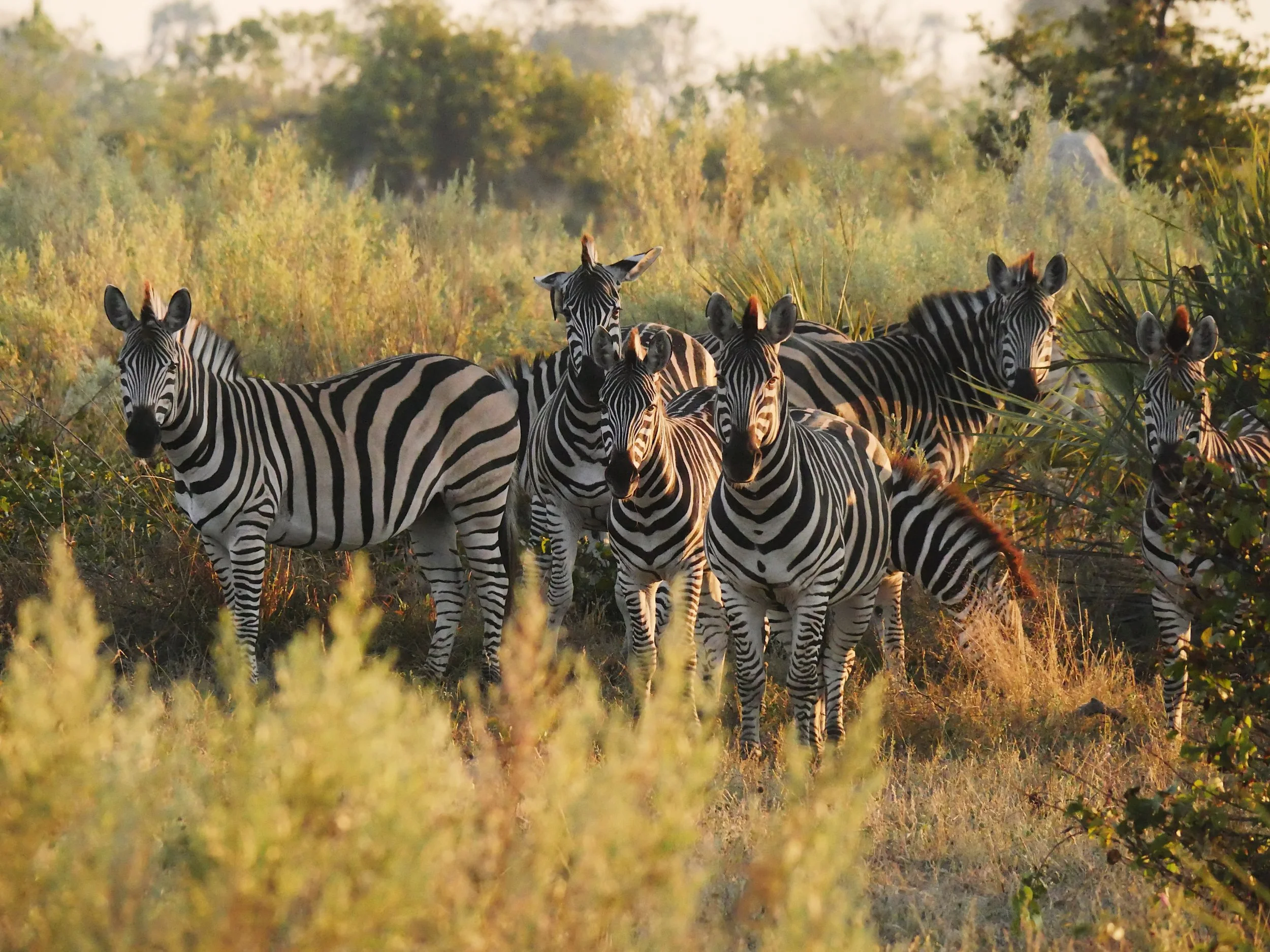 Found on foot during walks in the Okavango delta 🦓

#wildlife #safari #africa #botswana #zebra