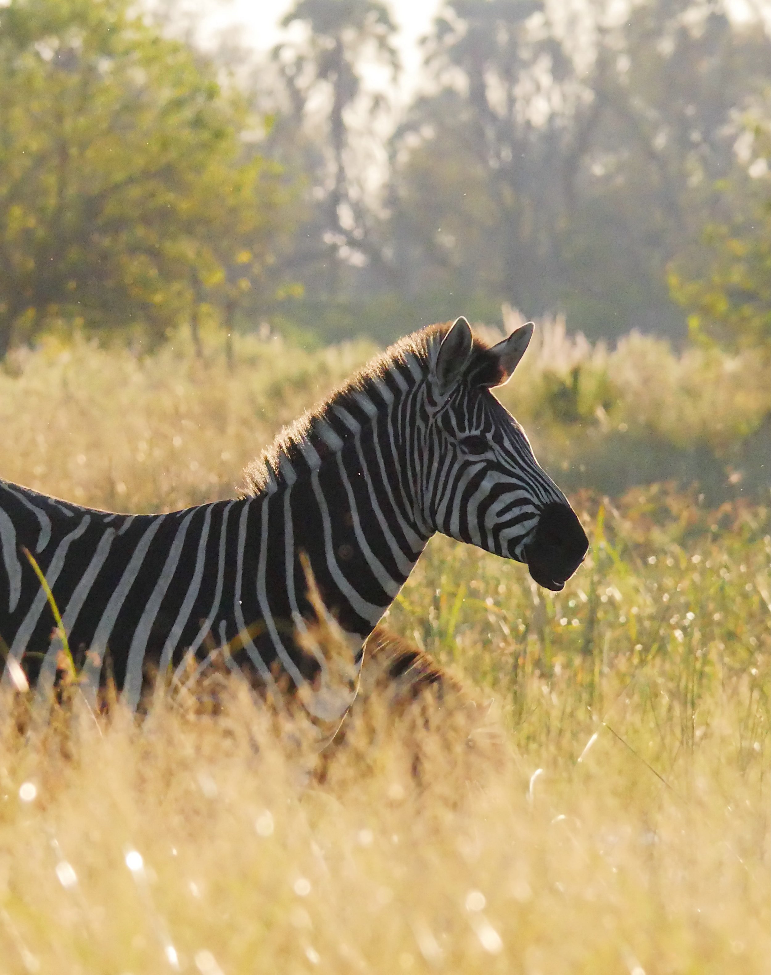 Okavango on foot&hellip; or hoof! 

#botswana #africa #wildlifephotography #zebra #safari