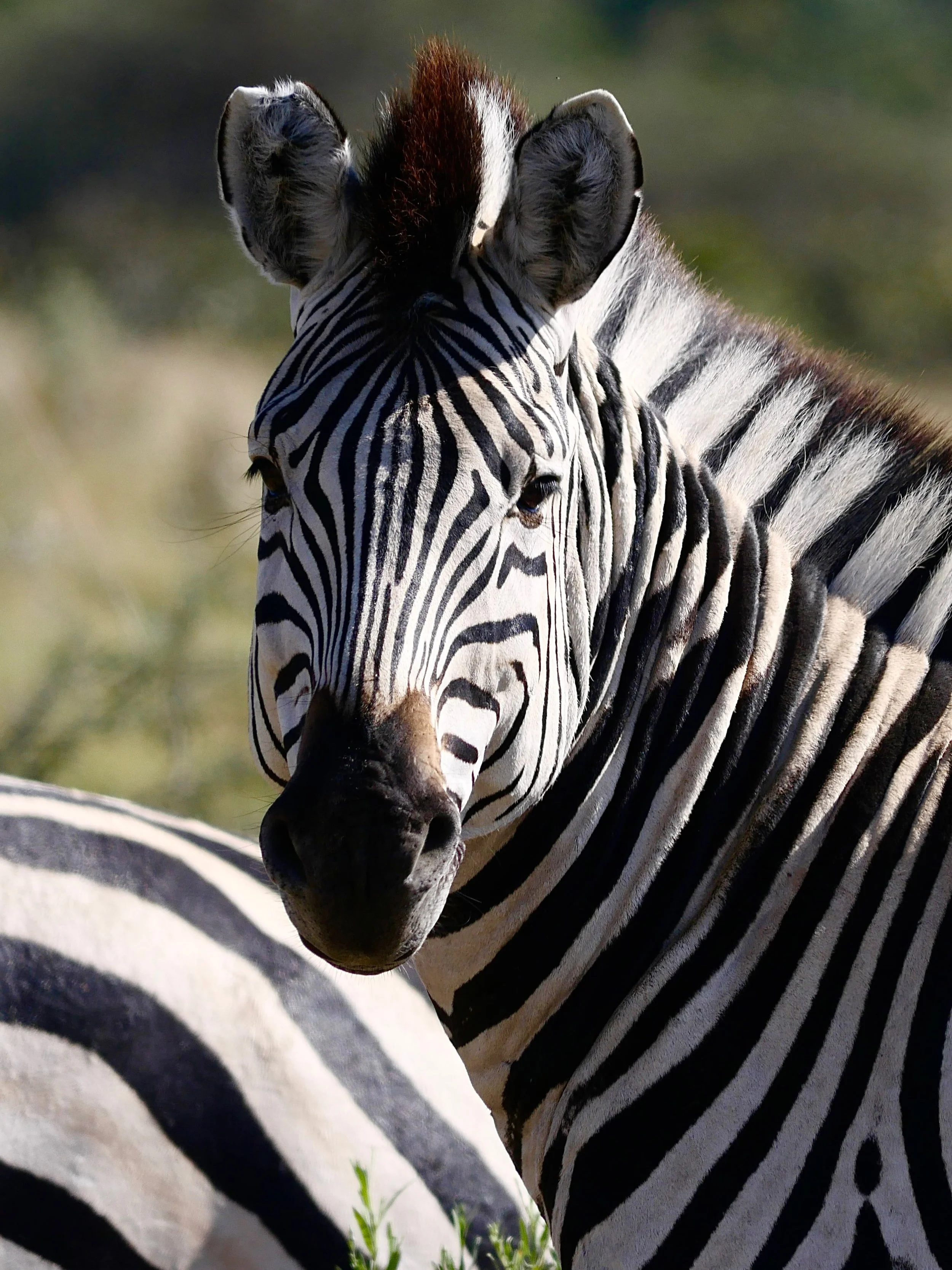 I can&rsquo;t resist a Zebra photo! We saw 100&rsquo;s but I&rsquo;m still in awe 🦓