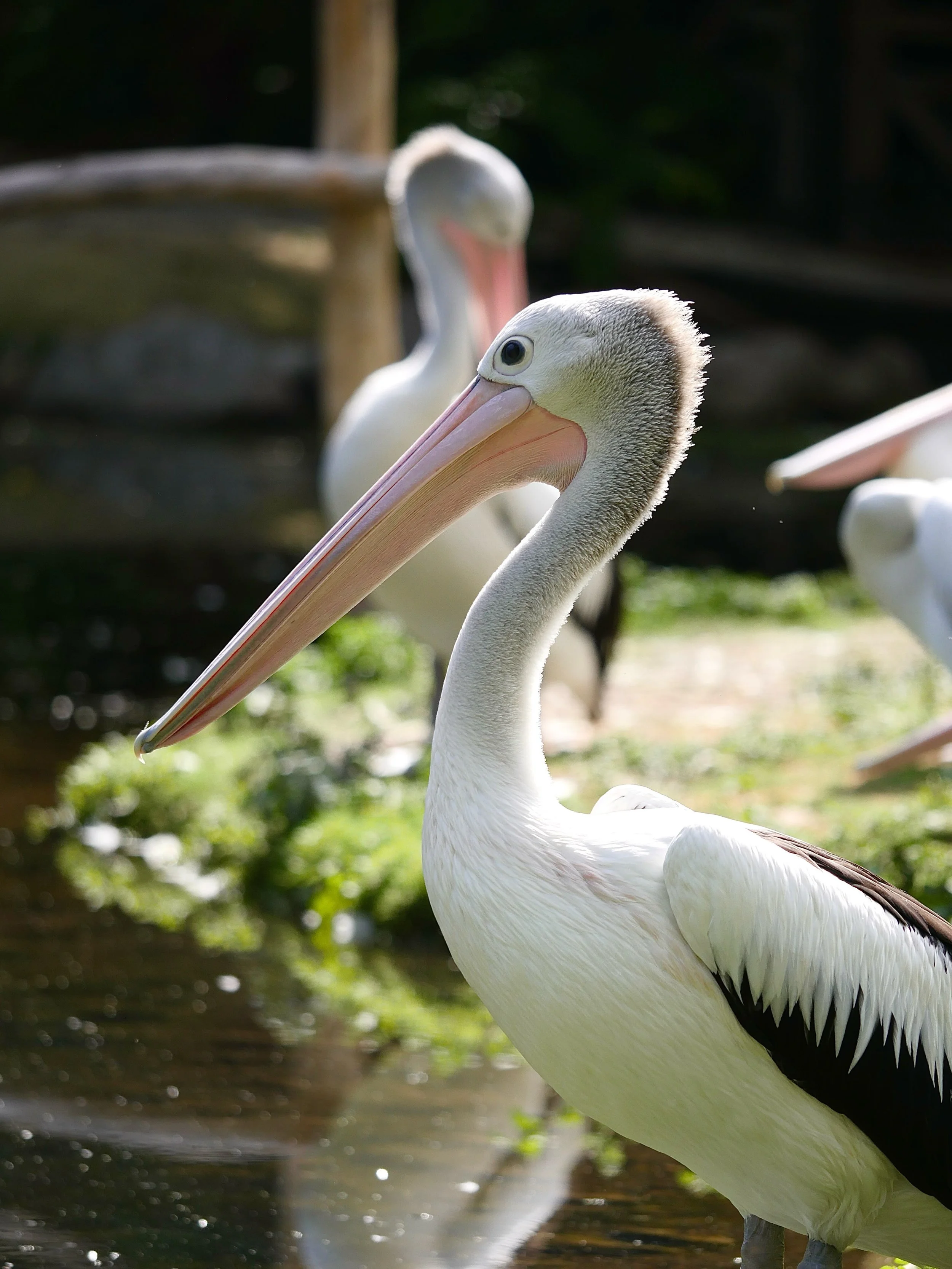 Little switch up from the Africa content for today&rsquo;s Australian Pelican. They have around 10 within the wetlands at the @wwtlondon 🌱