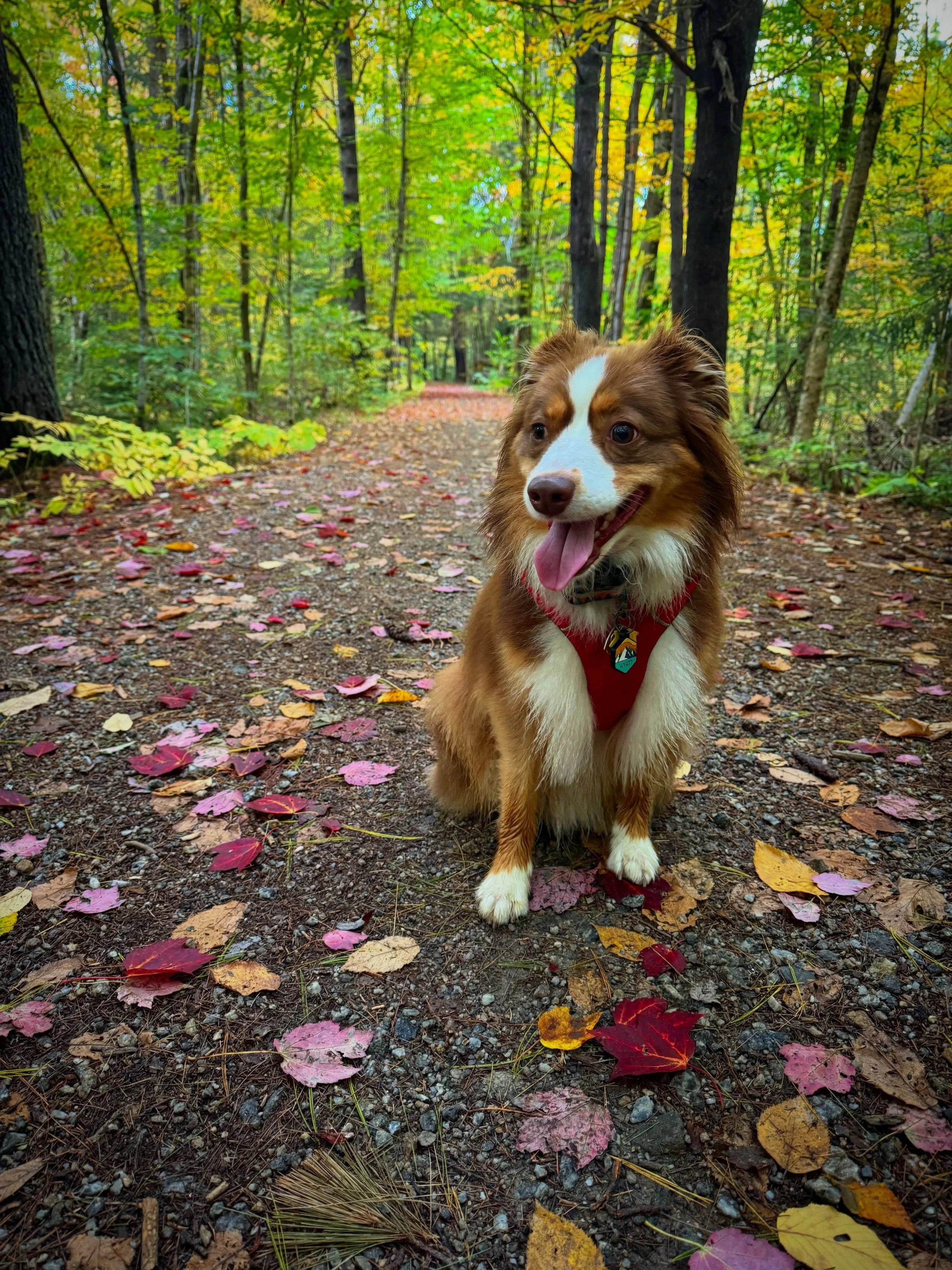 Just a boy in his favorite place.

❤️

#miniaussies
