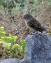 A small bird perched on a rock among green foliage and grass.