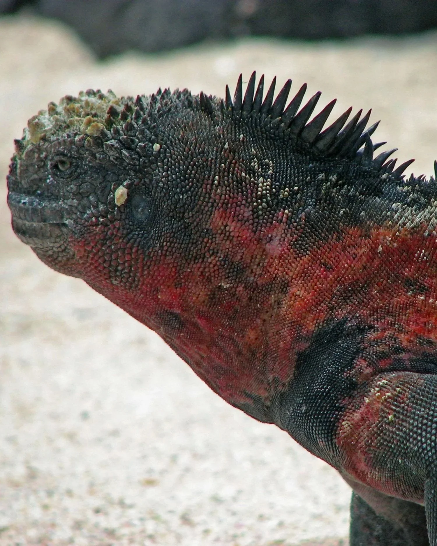Close-up of a colorful lizard with a textured, spiky back standing on sandy ground.