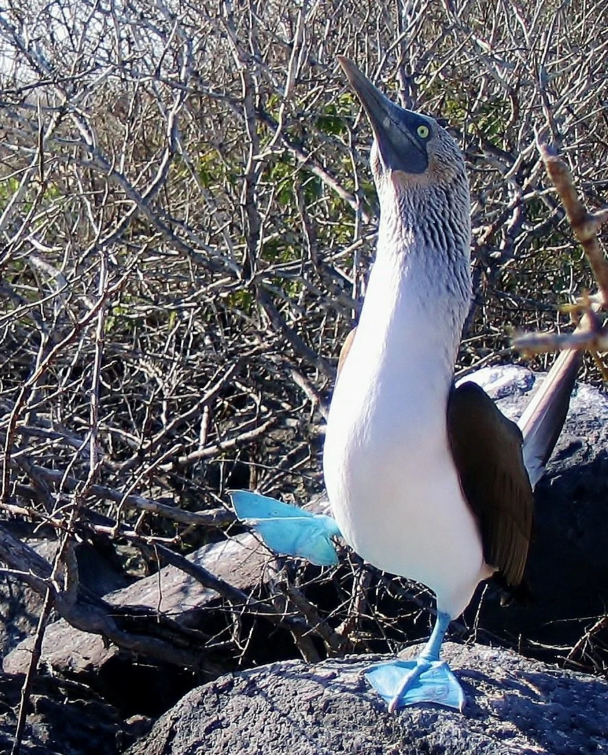 A bird with a long beak and black, white, and gray feathers standing on a rock among dry shrubs.