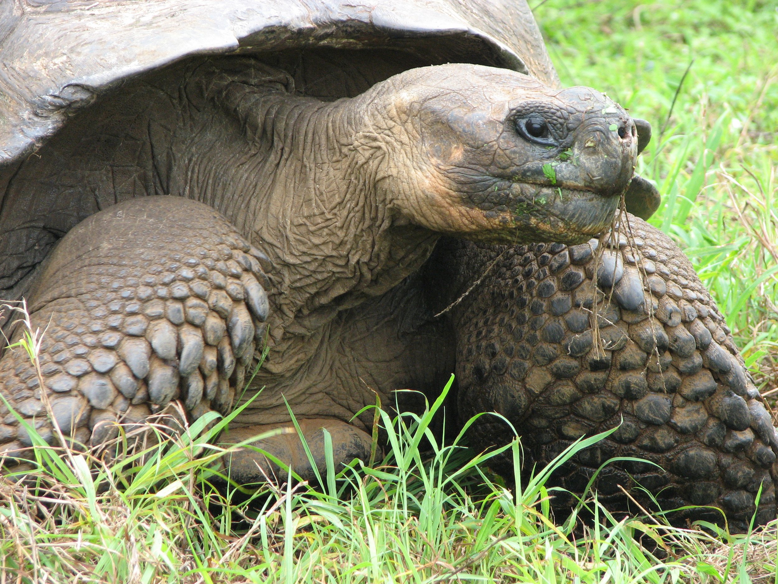 A large tortoise with a textured shell and wrinkled skin, partially hidden among green grass.