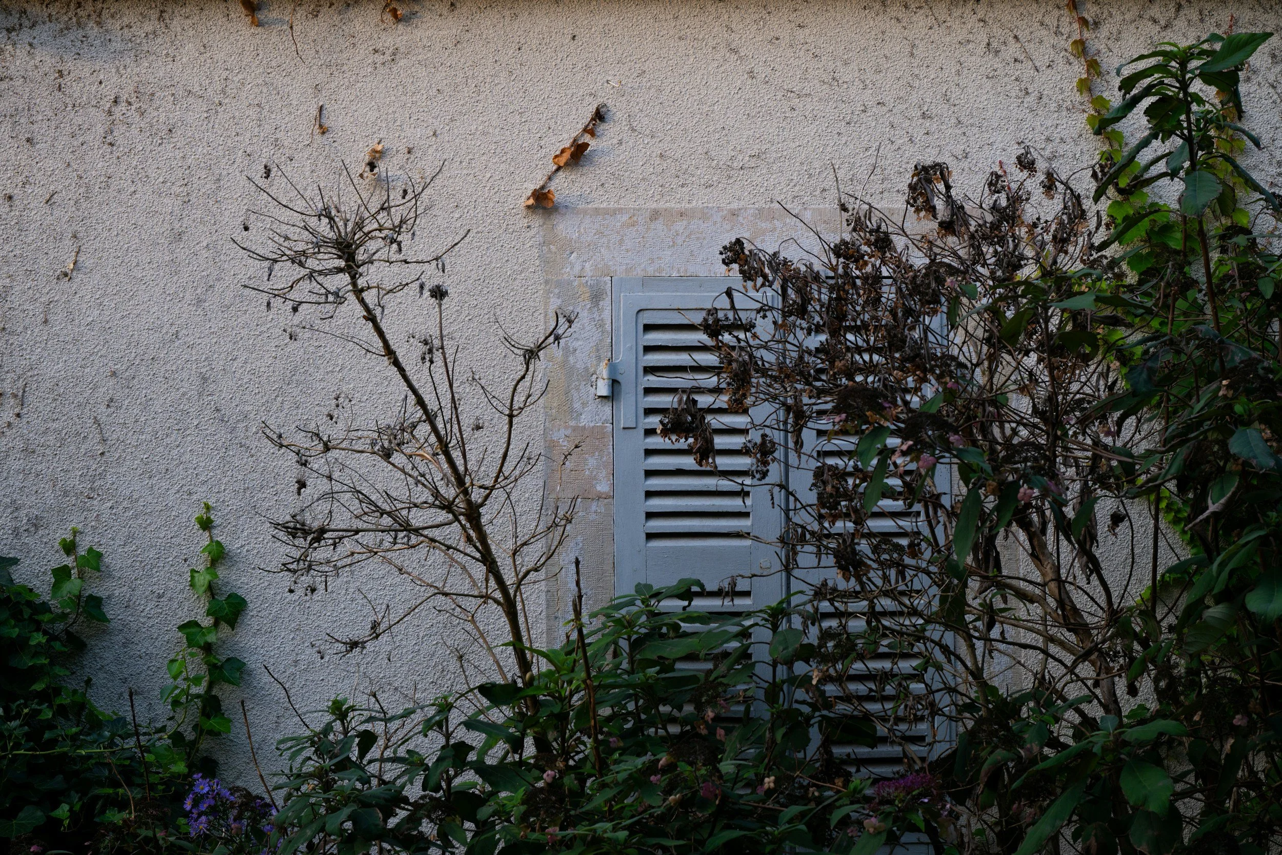 A beige stucco wall with a closed gray vent and overgrown dried and green plants, including ivy and small purple flowers.