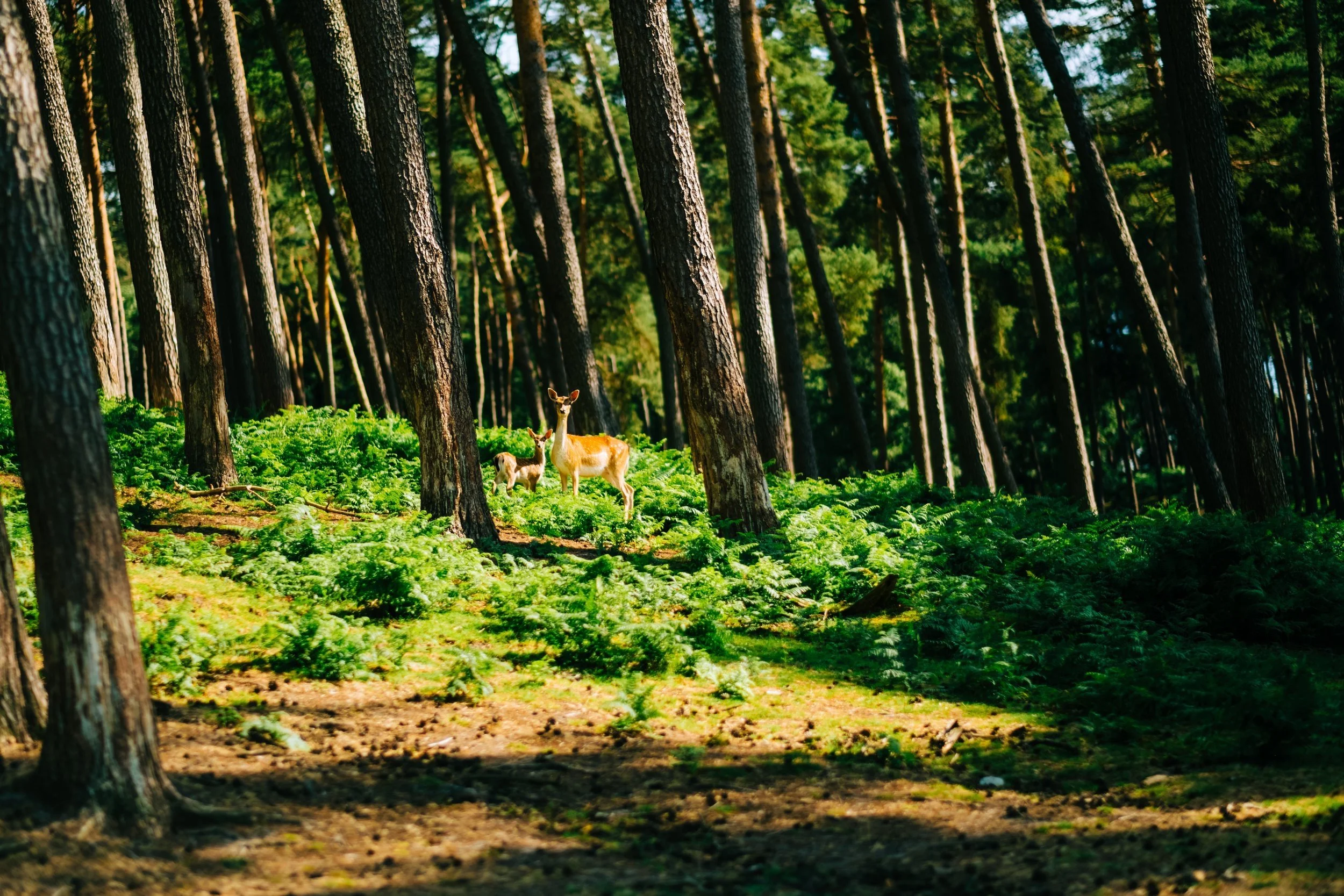 SPECIES ON THE BRINK