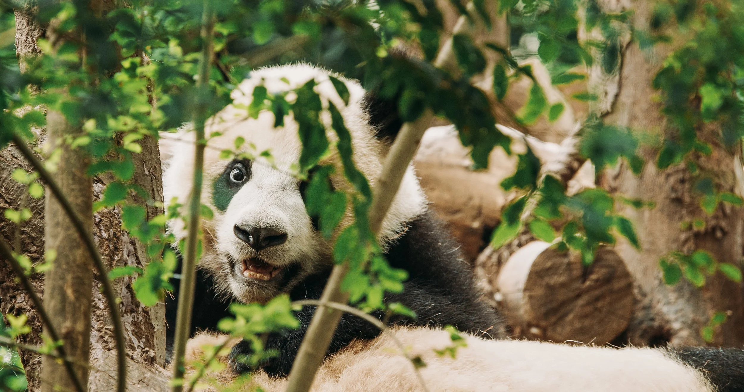GIANT PANDA NATIONAL PARK