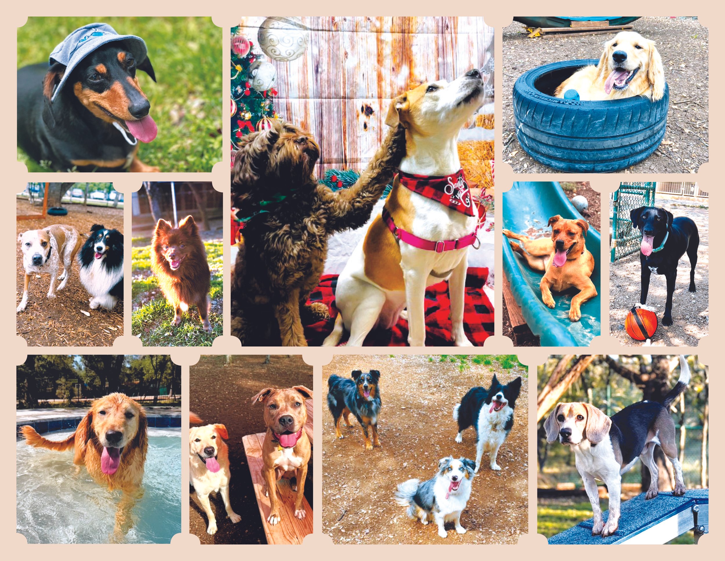 Dog Camp 2026 Calendar Top Fold.jpg
