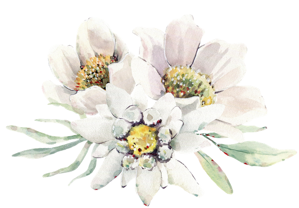 Edelweiss: A Novel