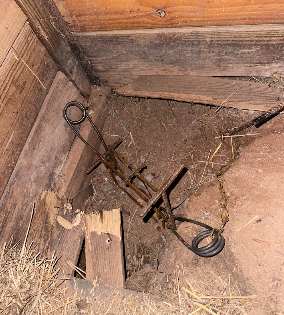 A rusty metal earth auger with a coiled extension cord attached, placed near a small hole in the ground inside a wooden enclosure with dirt and straw on the floor.