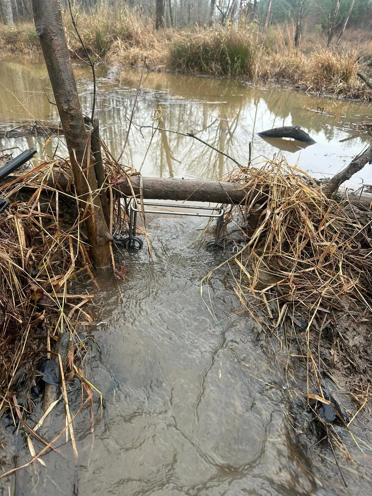 A small muddy creek in a wooded area with dense dry grass and a fallen tree in the background, and some branches and plant debris along the banks.