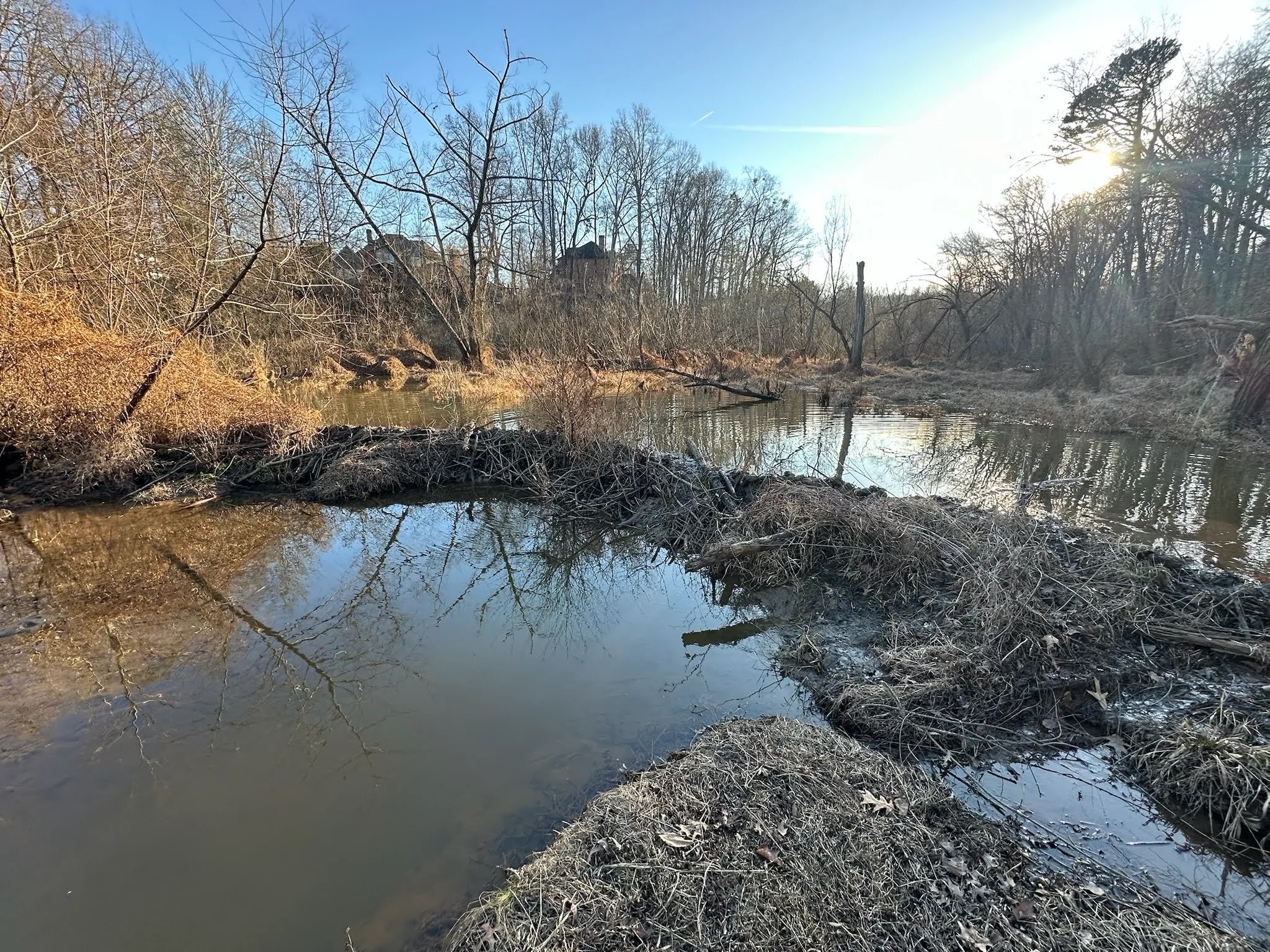A creek or river flowing through a wooded area with leafless trees and bushes along the banks, under a clear blue sky with the sun shining.