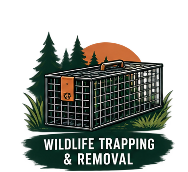 A wildlife trapping and removal cage with a small animal inside, set outdoors with grass and trees, and a sunset in the background.