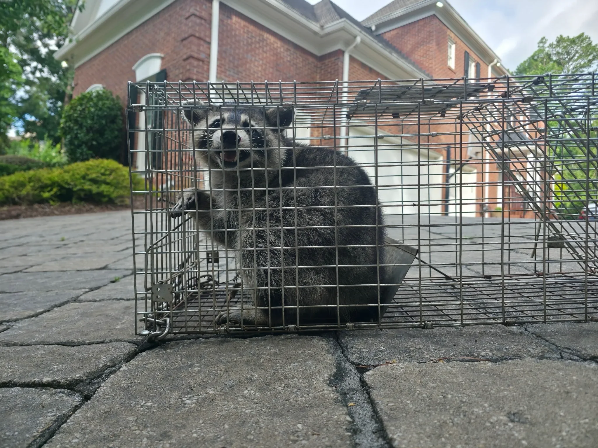 A small, black and white puppy inside a metal cage placed outdoors on a brick-paved driveway with a red-brick house and green trees in the background.