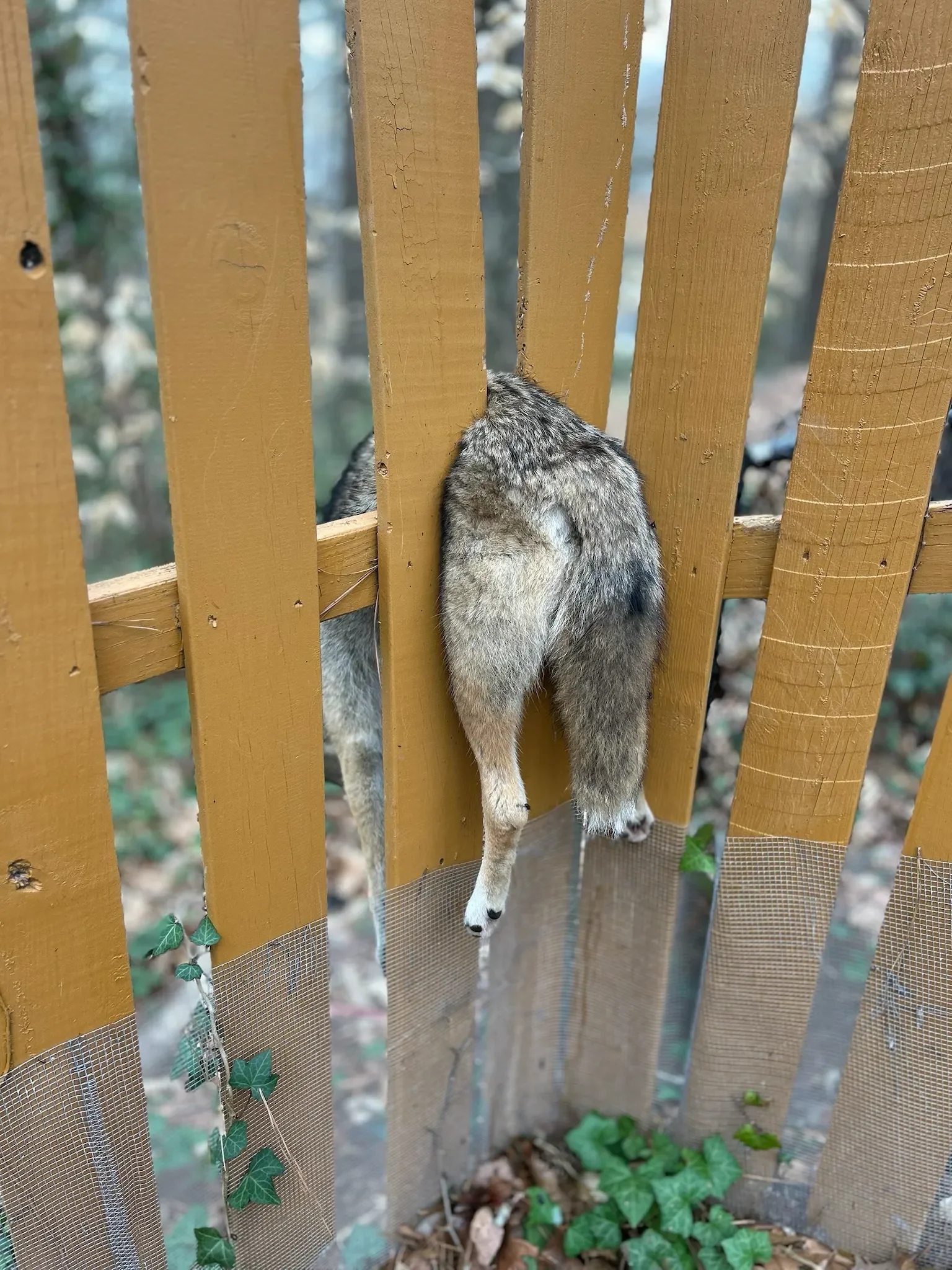 A squirrel hanging upside down on a wooden fence, with its head behind the fence and its body hanging off the bottom, during daytime.