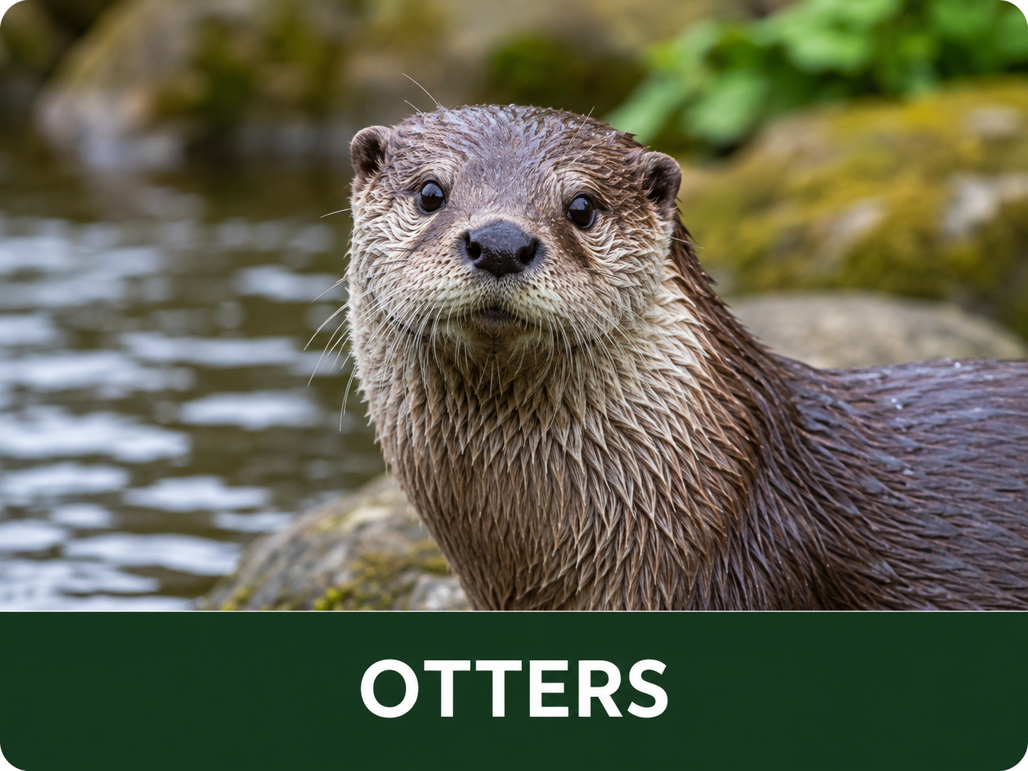 A wet otter with a curious expression, sitting on rocks near water.