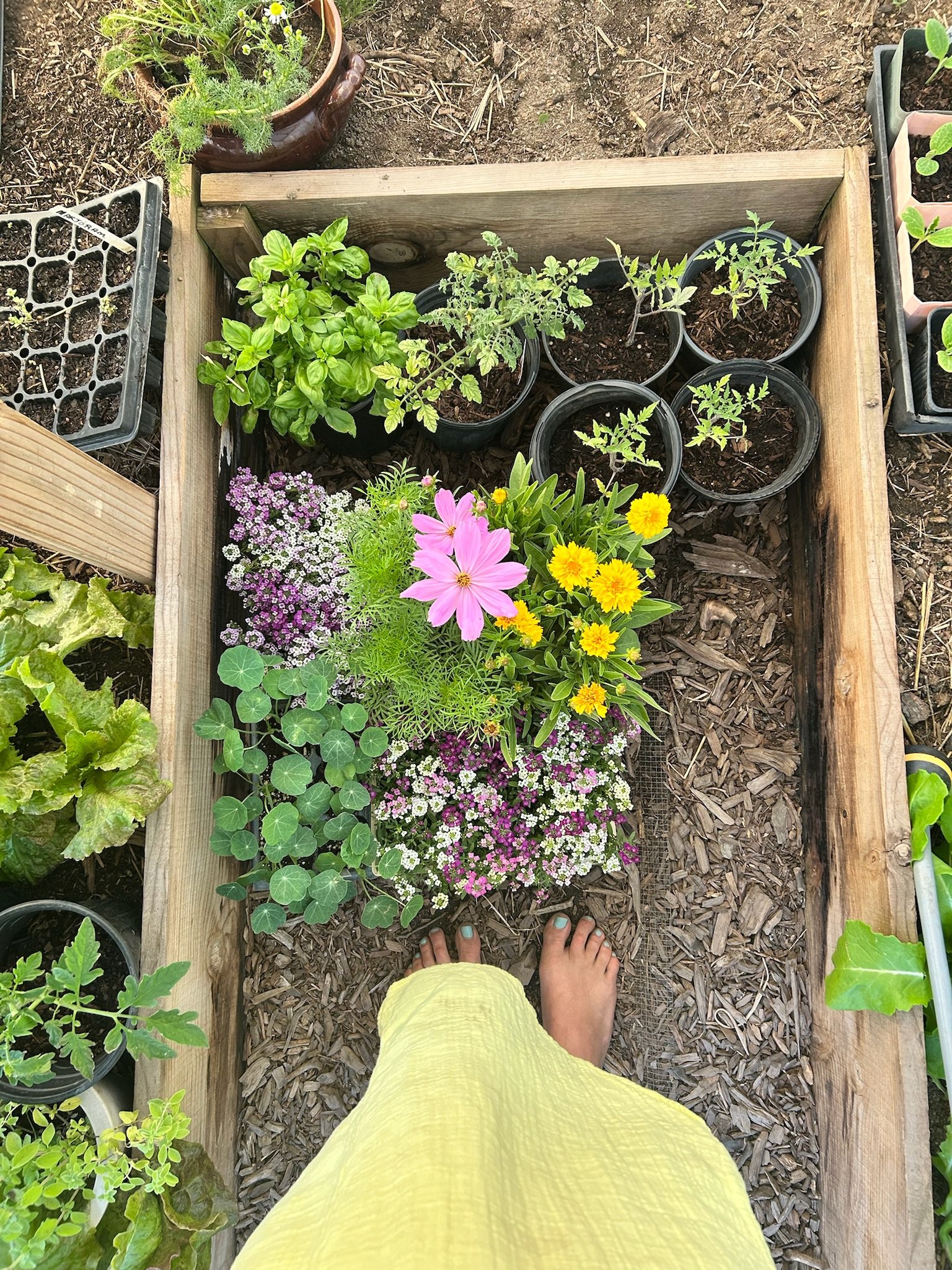 Garden beds filled with herbs and flowering plants at Harmony Farms