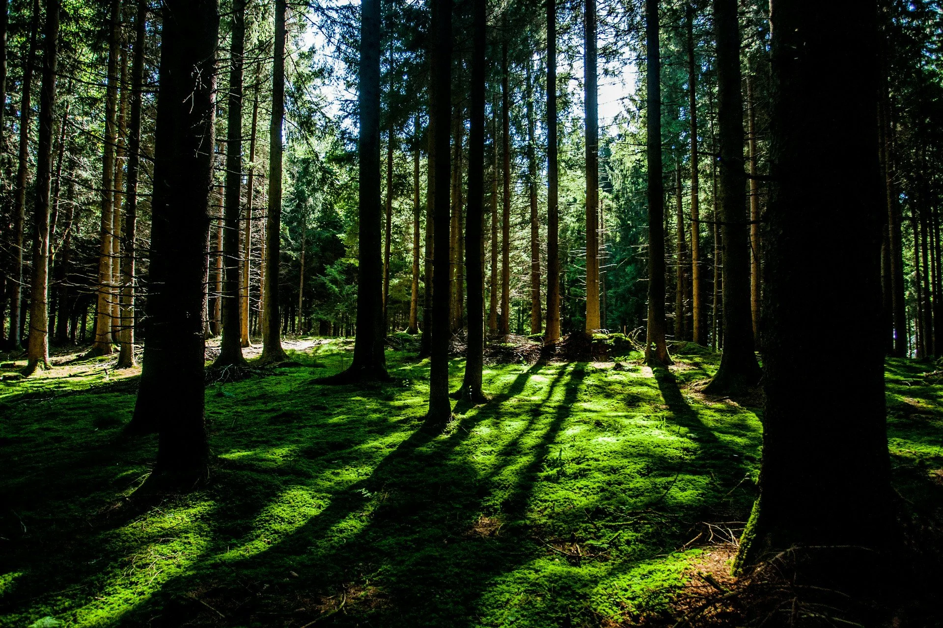 Sunlight filtering through tall trees illuminating mossy forest floor in a dense woods