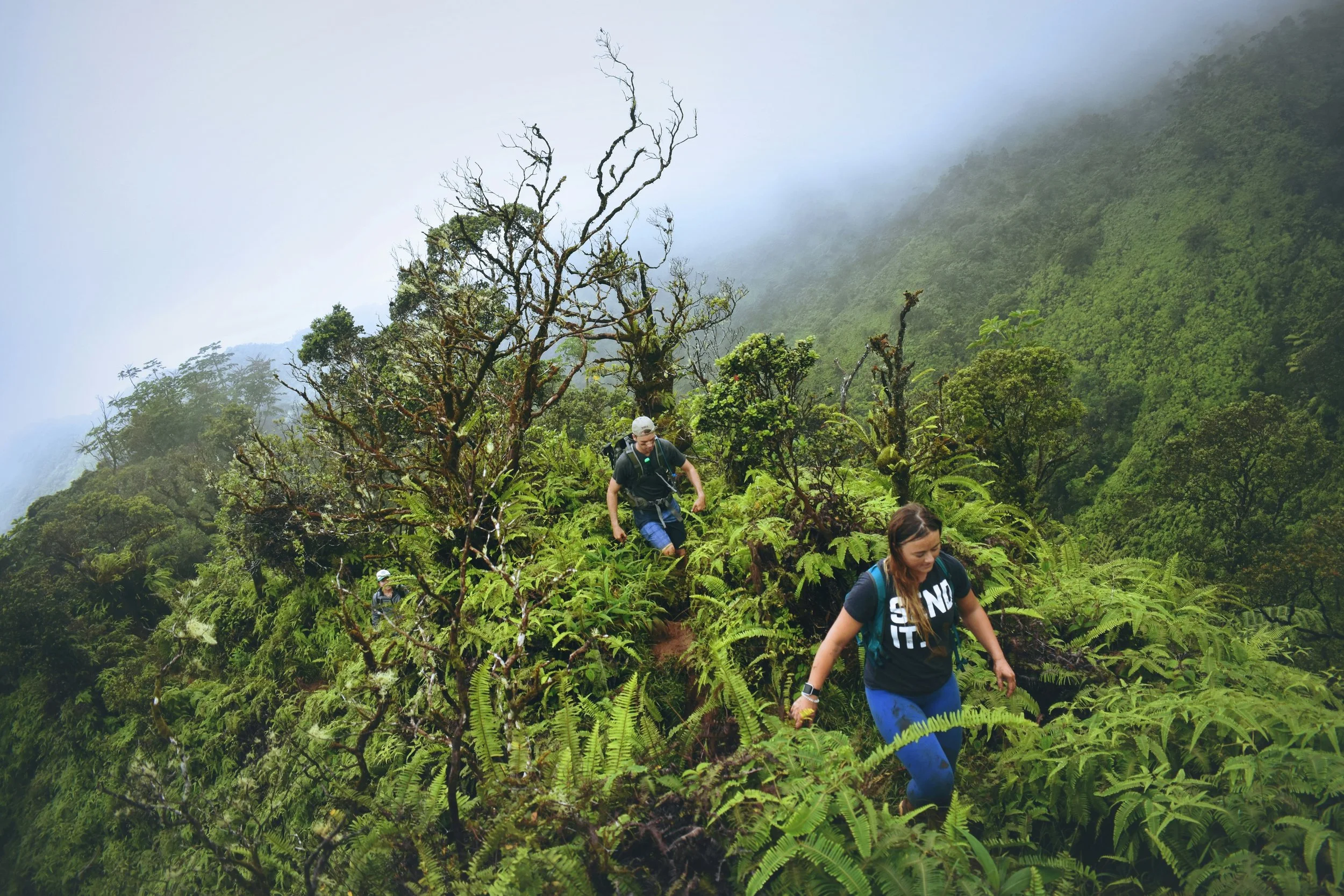 Three hikers trekking through a lush, green rainforest on a foggy mountain trail.