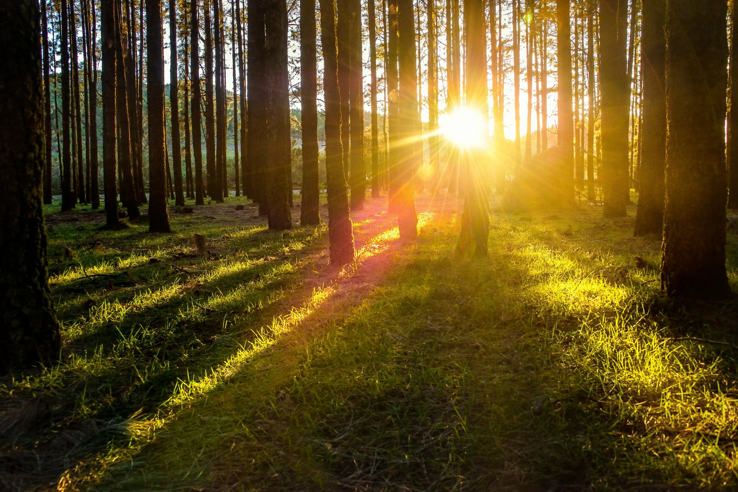 Sunshine shining through tall trees in a dense forest during sunset or sunrise.