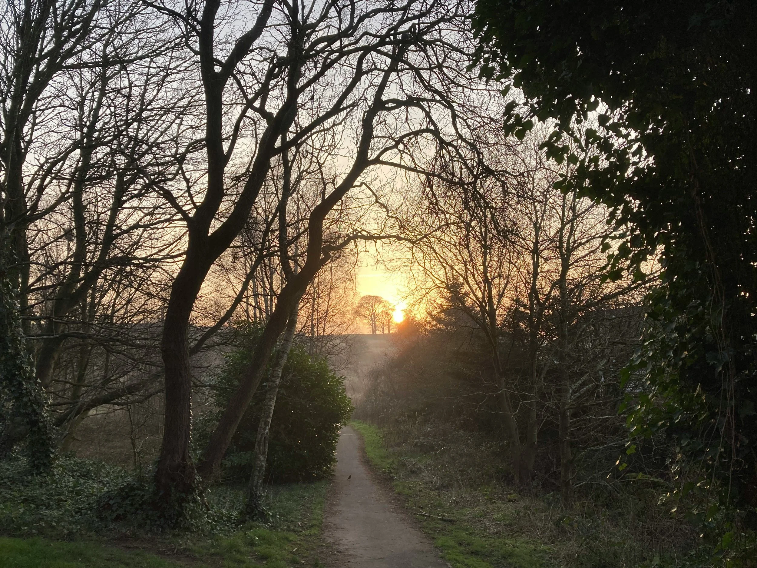 A dirt path running through a wooded area with bare trees on either side, set during sunset or sunrise.