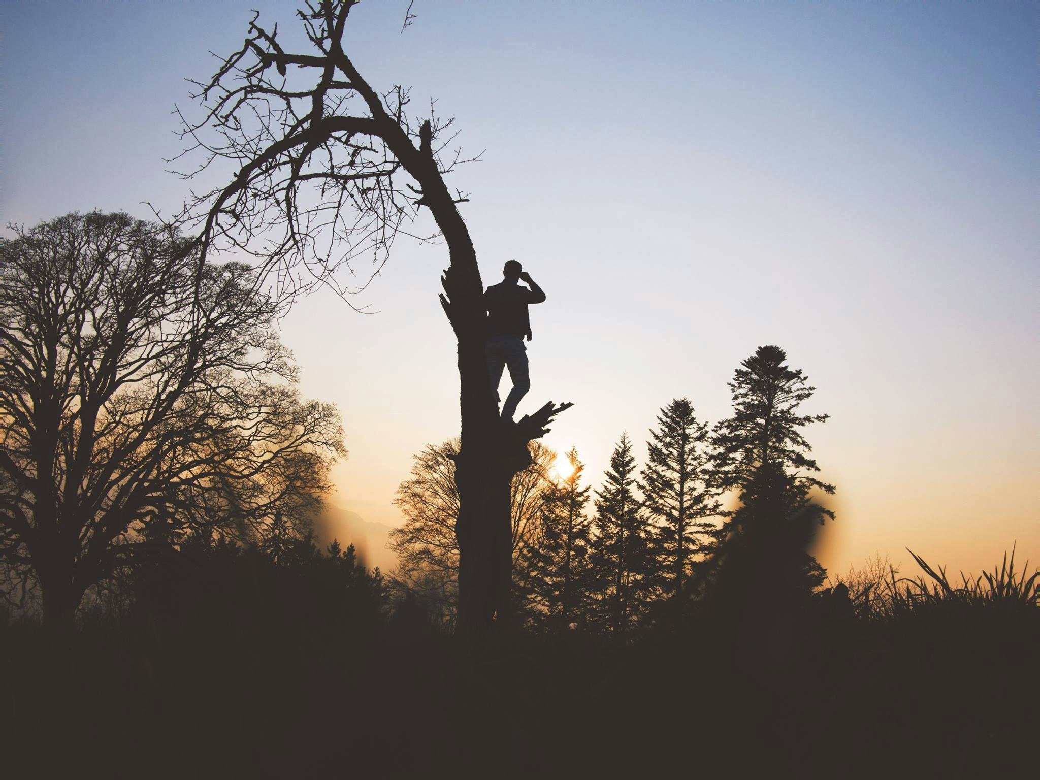 Silhouette of a person standing in a tree, drinking water or possibly talking on a phone, at sunset or sunrise with a scenic background of trees and a clear sky.