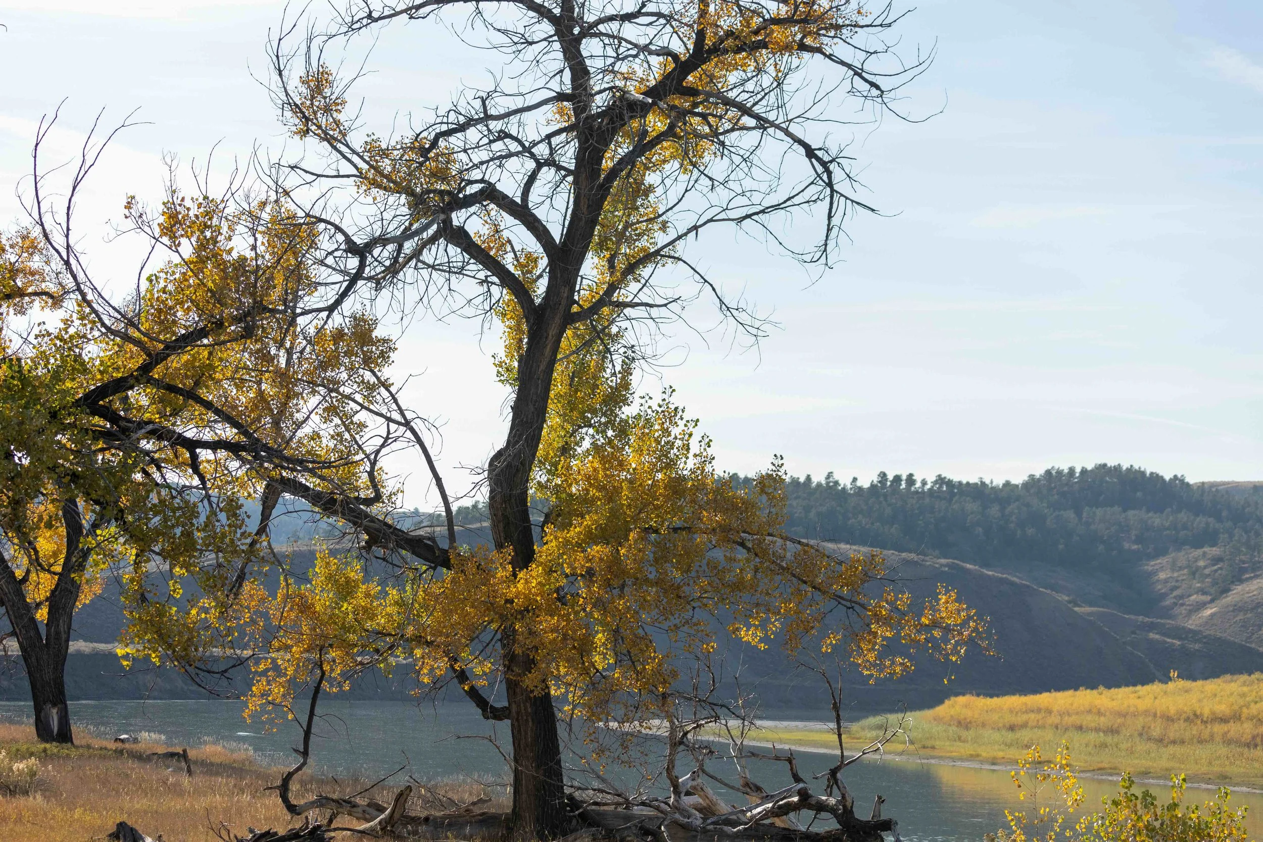 In Phillips County, Central Montana, vibrant fall foliage of October gradually gives way to the first whispers of winter, creating a stunning seasonal transition.