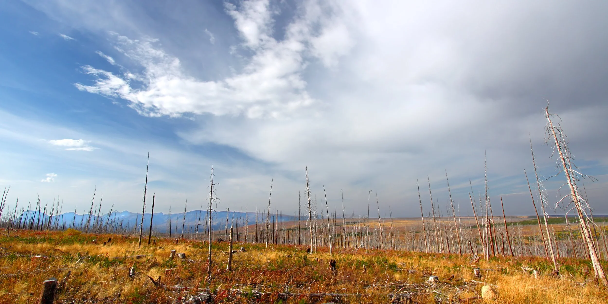 A Montana landscape of a burnt forest with tall, dead trees, a grassy field, mountains in the distance, and a partly cloudy sky.