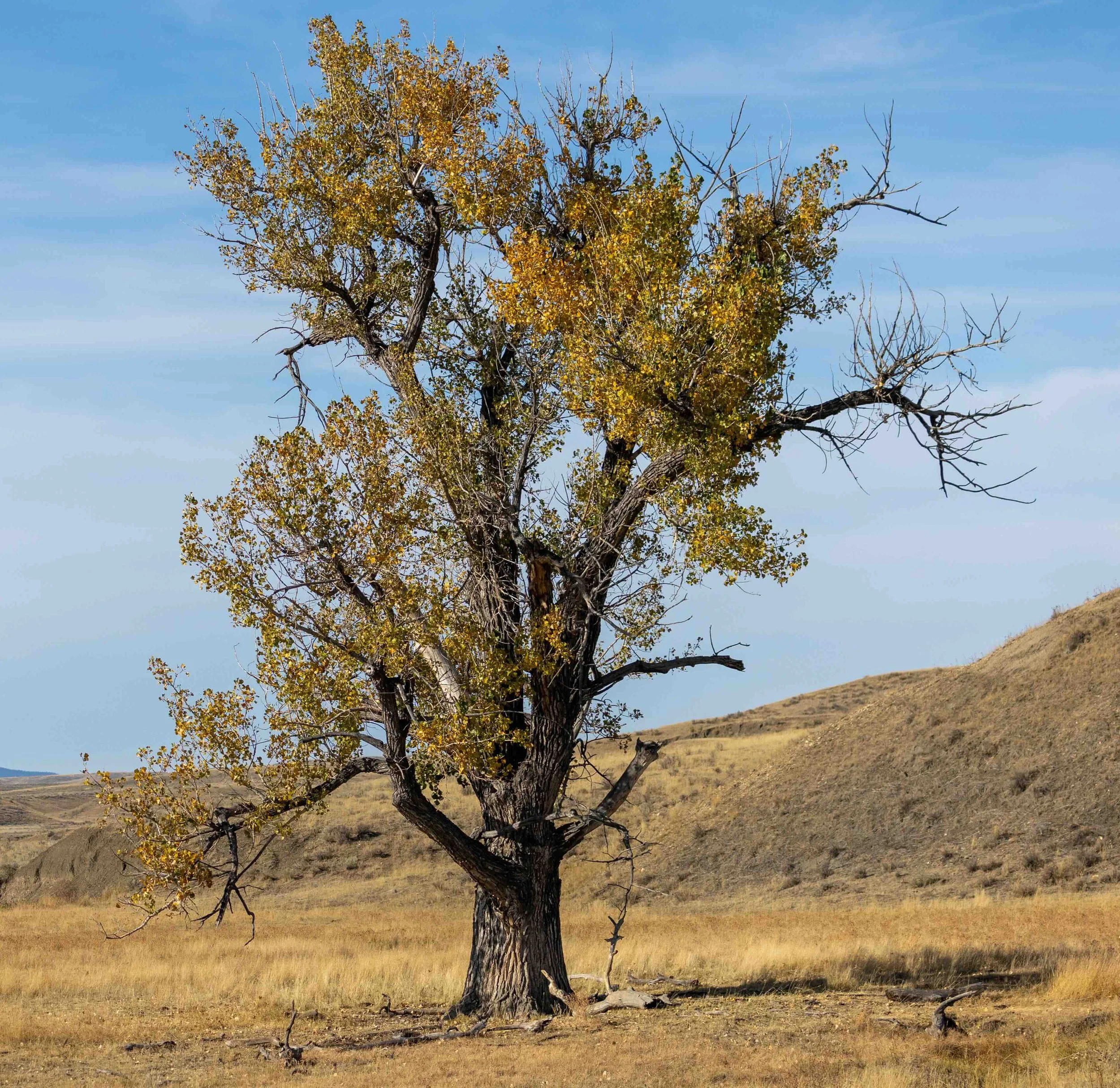 Fall in Central Montana, Trees, Landscape, Open Grasslands