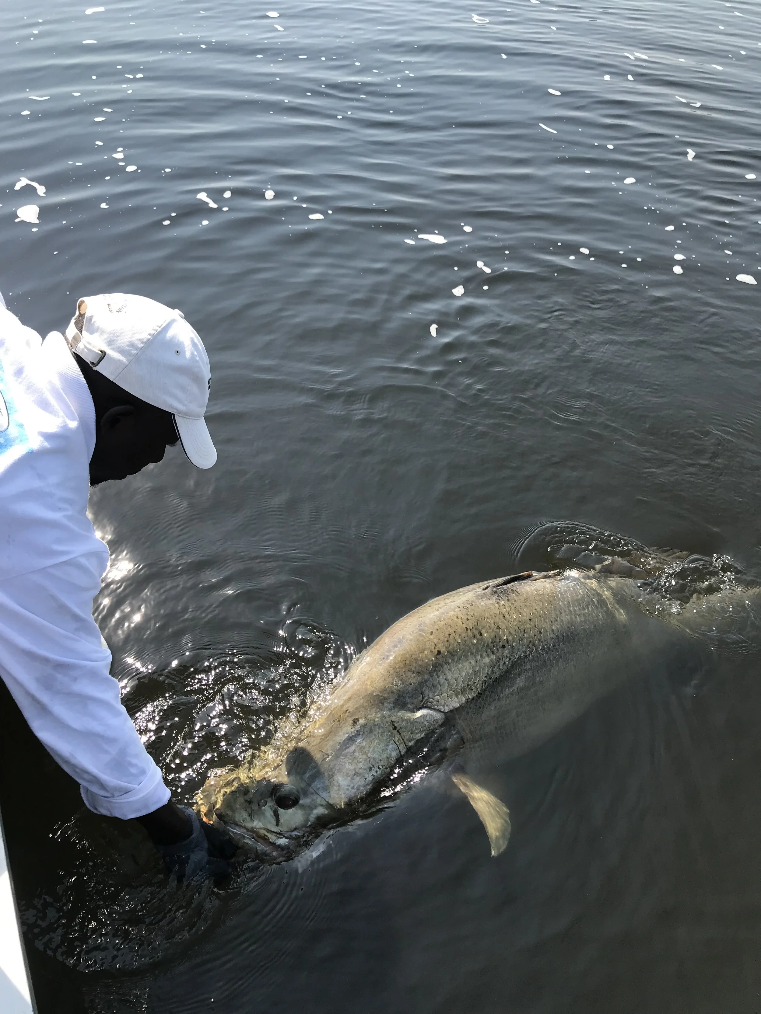 Person in white clothing and hat releasing a large fish into the water.