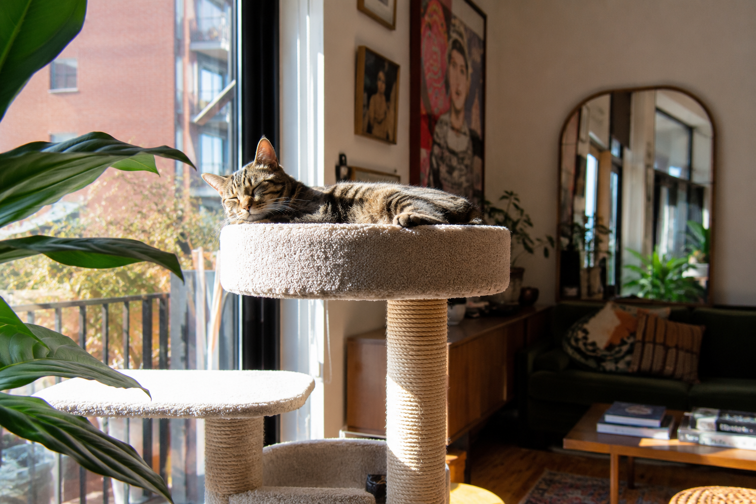 A tabby cat sleeping on a white, carpeted cat tree near a large window with a view of a building and trees outside. The room has artwork on the wall, an oval mirror, plants, a wooden sideboard, a sofa with pillows, and a coffee table with books.
