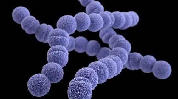 Streptococcus Thermophilus found in yogurts nationwide