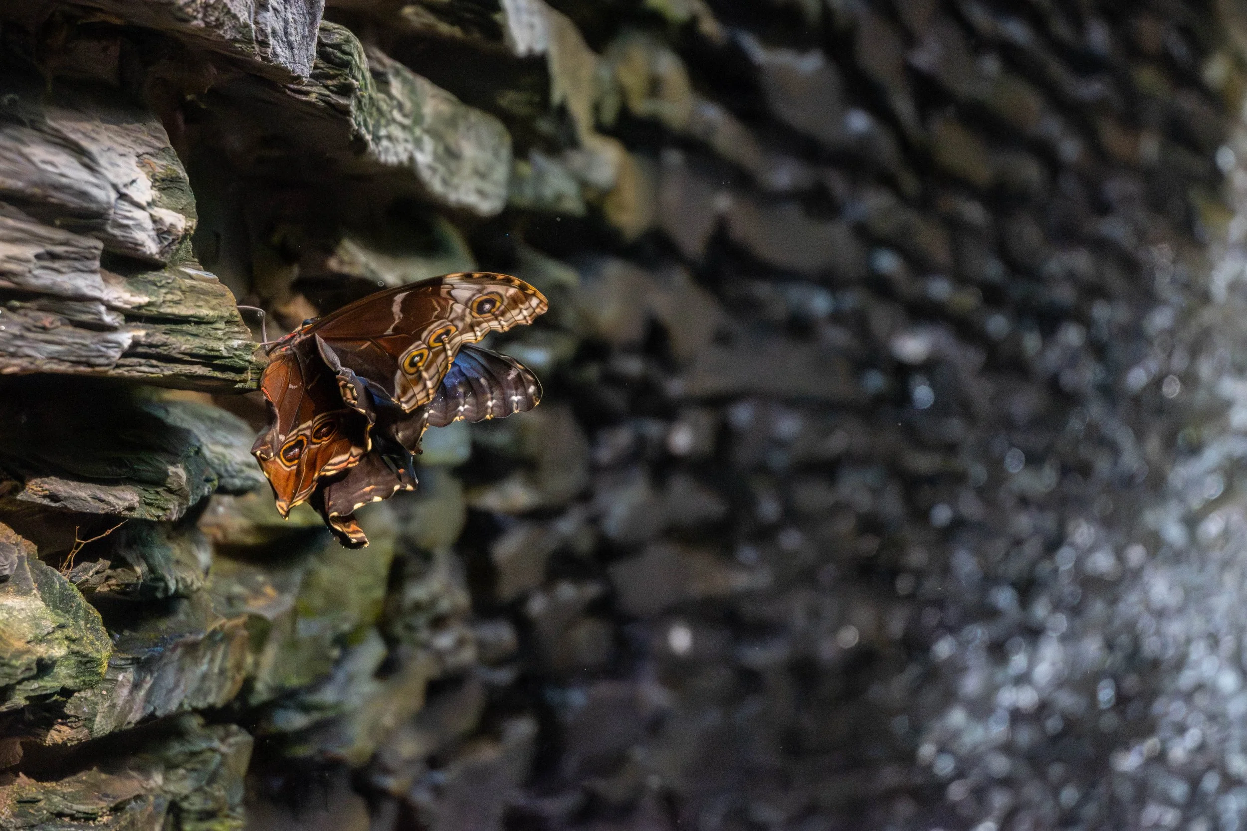 A close-up of a butterfly on a textured, weathered wooden surface with a dark background.