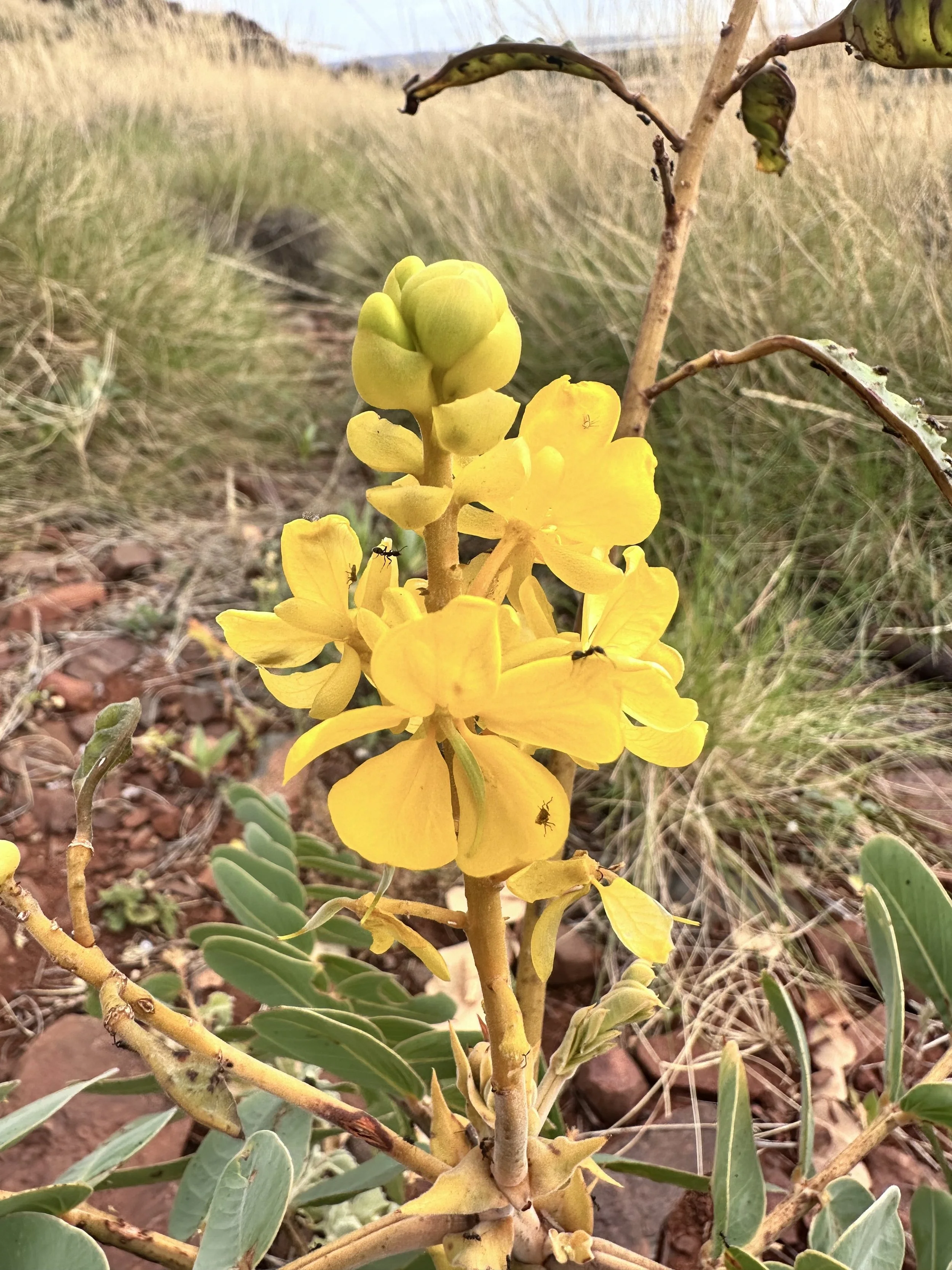 Close-up of a yellow flowering desert plant with fleshy green leaves, set against a dry, grassy background. Found in Karratha, Pilbara, Western Australia.