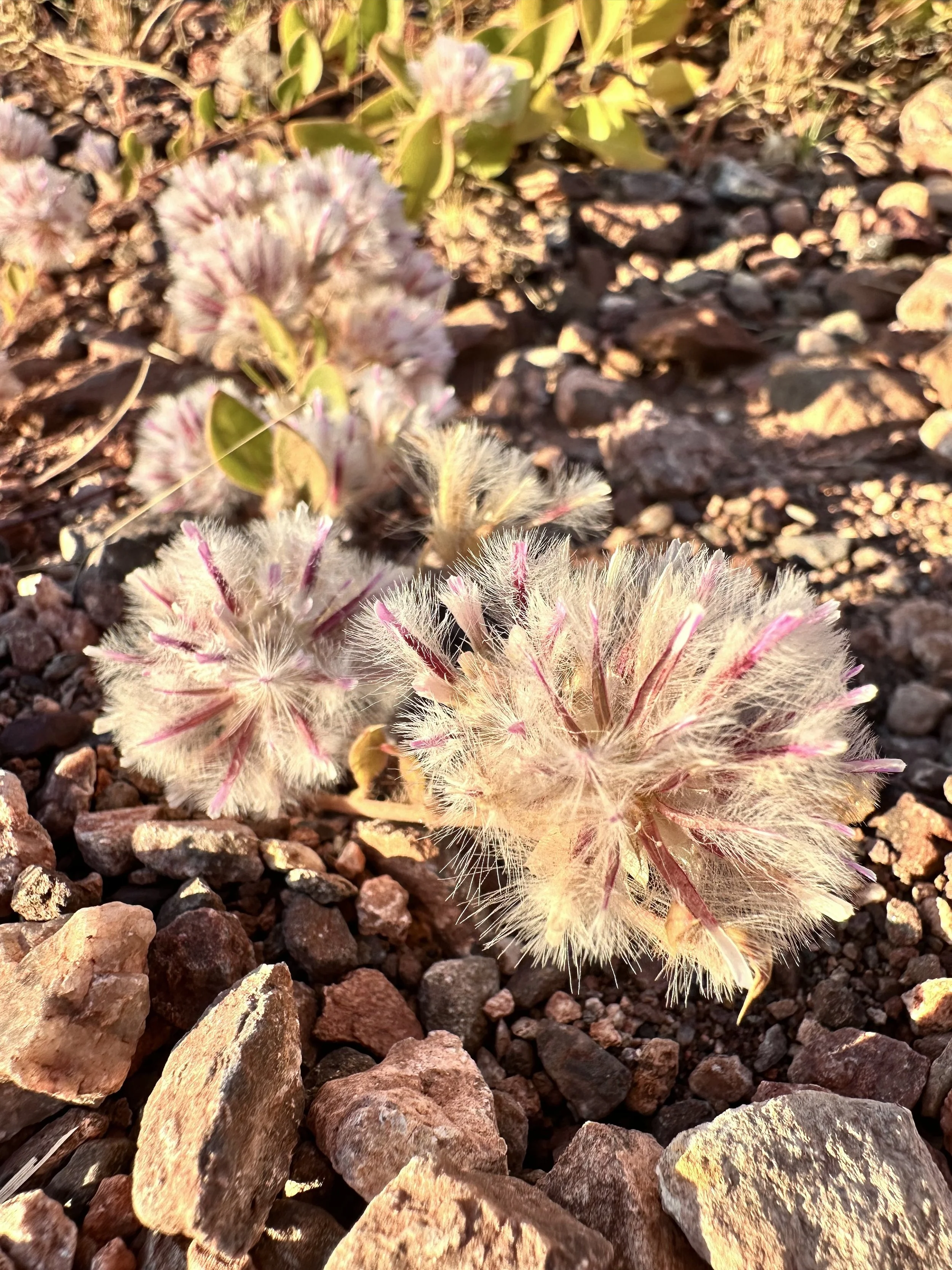 Close-up of fuzzy, spiky desert plants with pale pink and white flowers amidst reddish-brown rocks. Flowers found in Karratha, Pilbara, Western Australia.