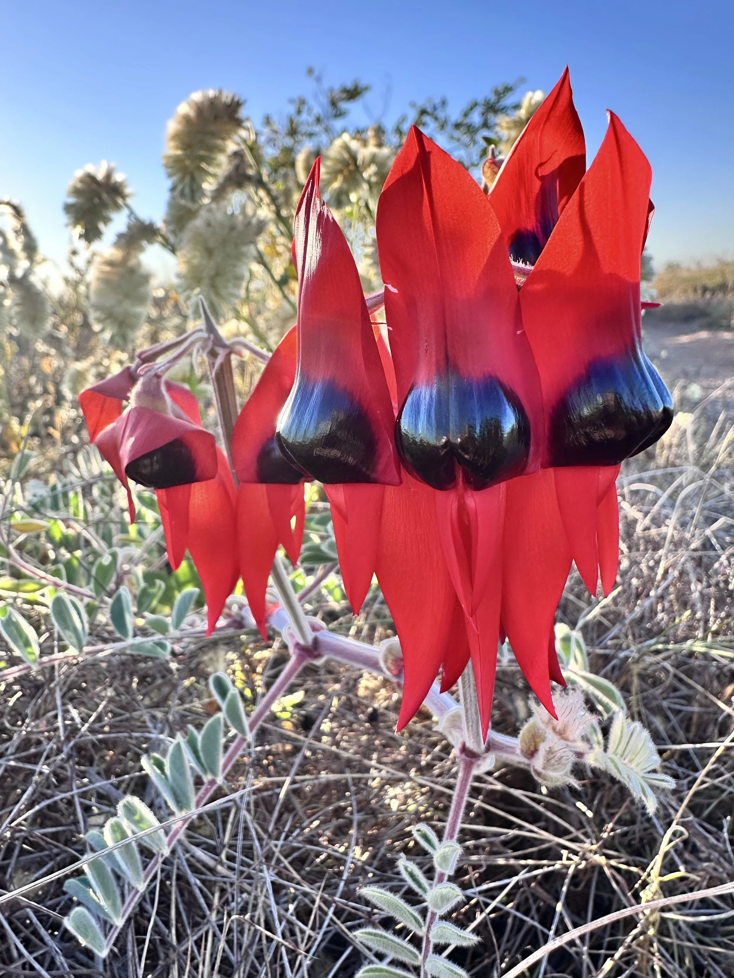 Close-up of a Stuart Pea - a desert plant with bright red petals and dark blue or black markings at the base of the petals, surrounded by dry vegetation and a clear blue sky - from Karratha, Pilbara, Western Australia.