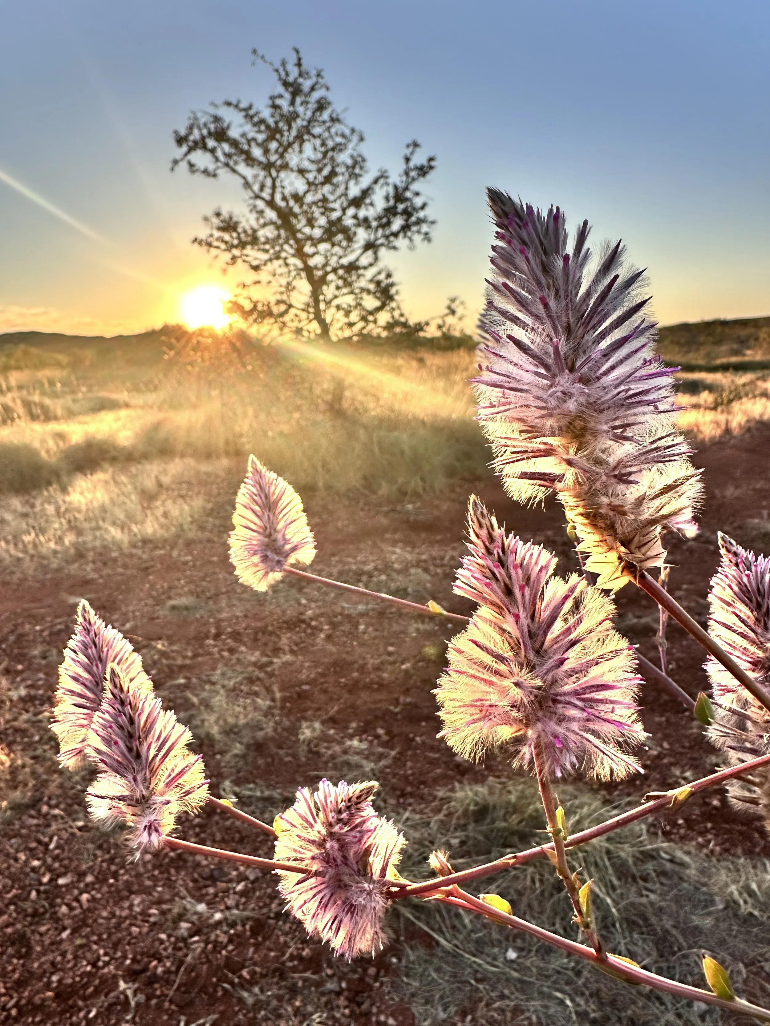 A close-up of mulla mulla - a desert plant with fuzzy purple flower spikes in the foreground during sunrise in the Pilbara, with a single tree on a hill and a clear sky in the background. Found in Karratha, Pilbara, Western Australia.
