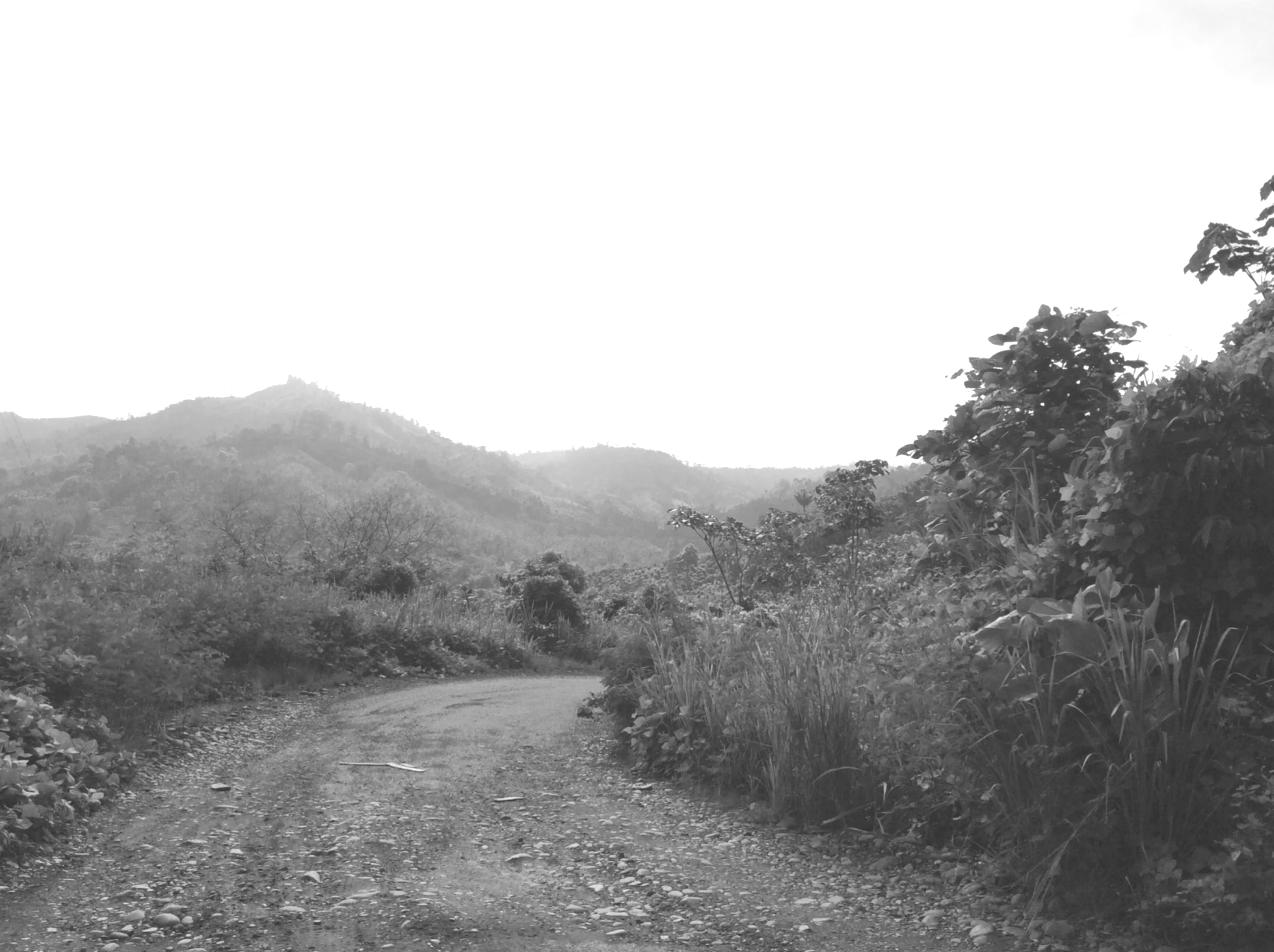 A black and white photo of a mountainous landscape with trees and a dirt road in the foreground.