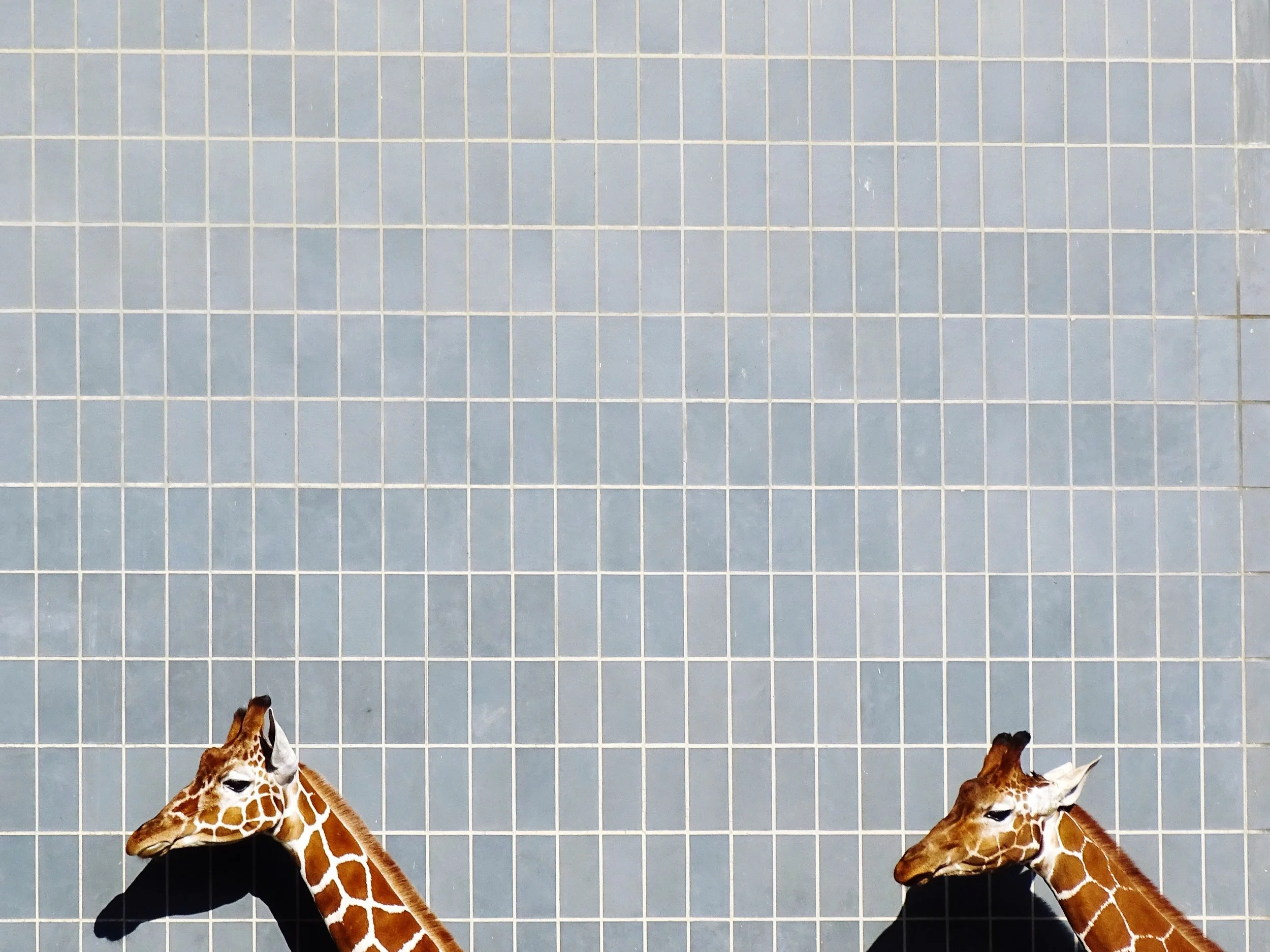Two giraffes looking at the camera at a zoo enclosure with a blue tiled wall in the background.