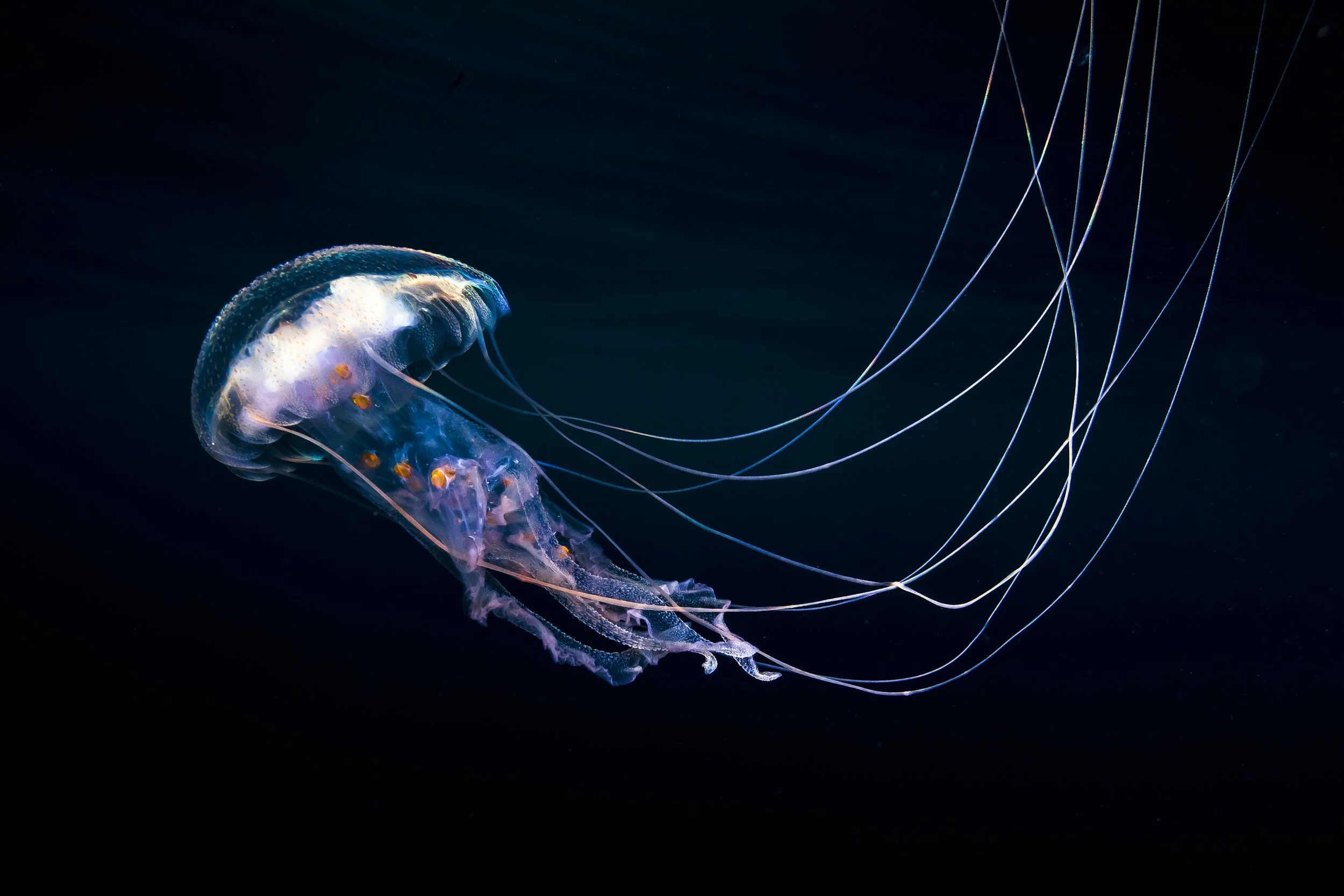 A bioluminescent jellyfish with long, trailing tentacles glows in the dark ocean water.