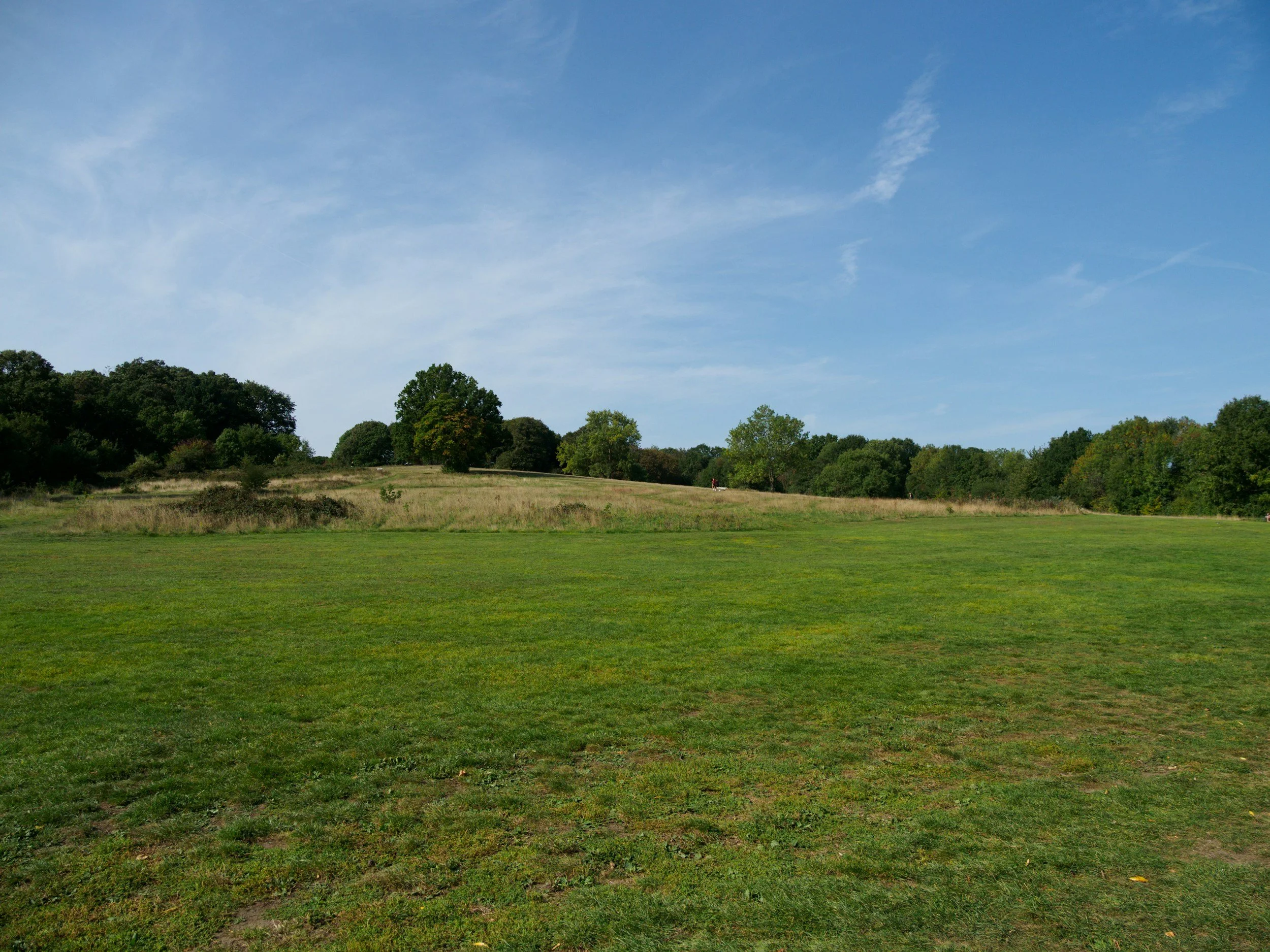 An open grassy field with scattered trees under a blue sky