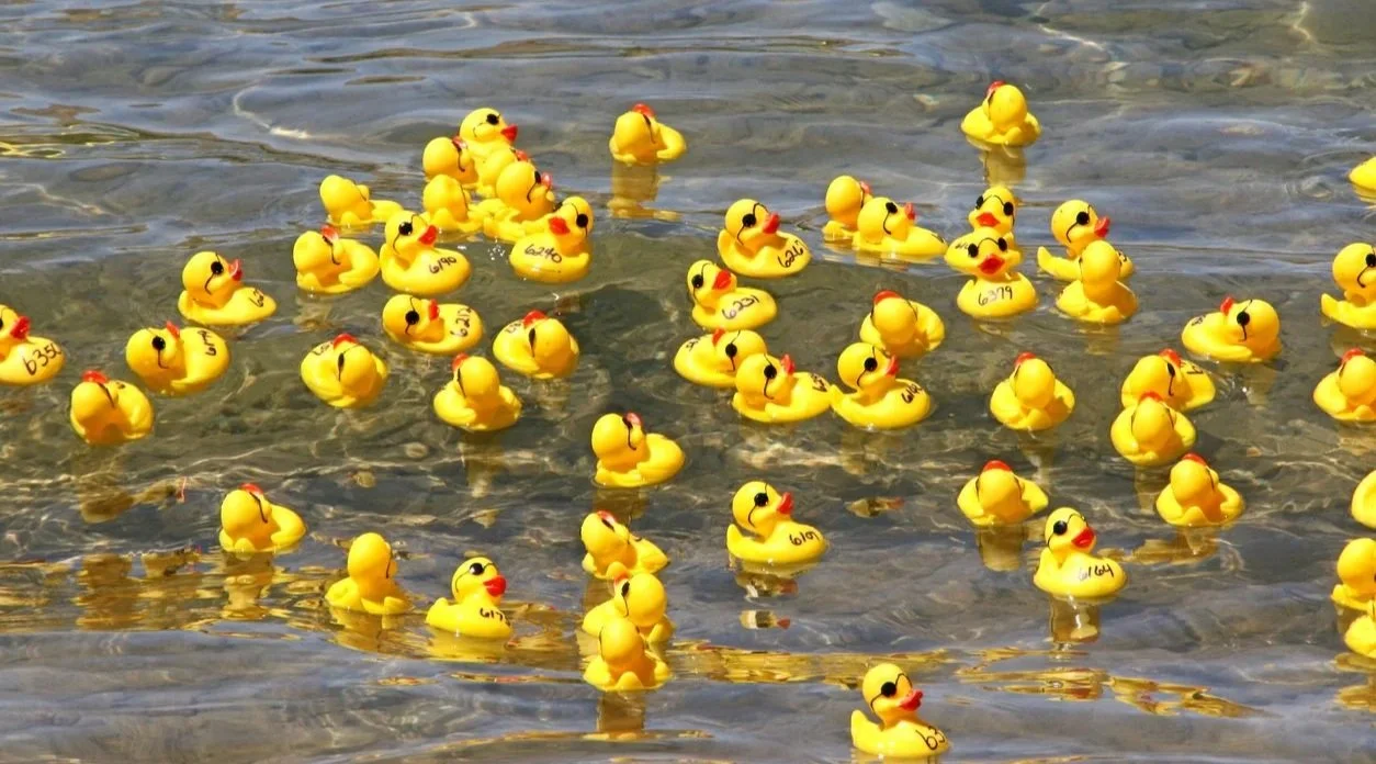 Rubber Duck Race
