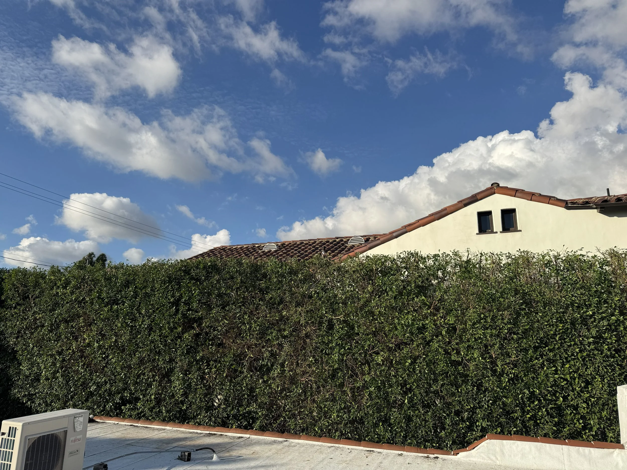 medium hedge.jpg