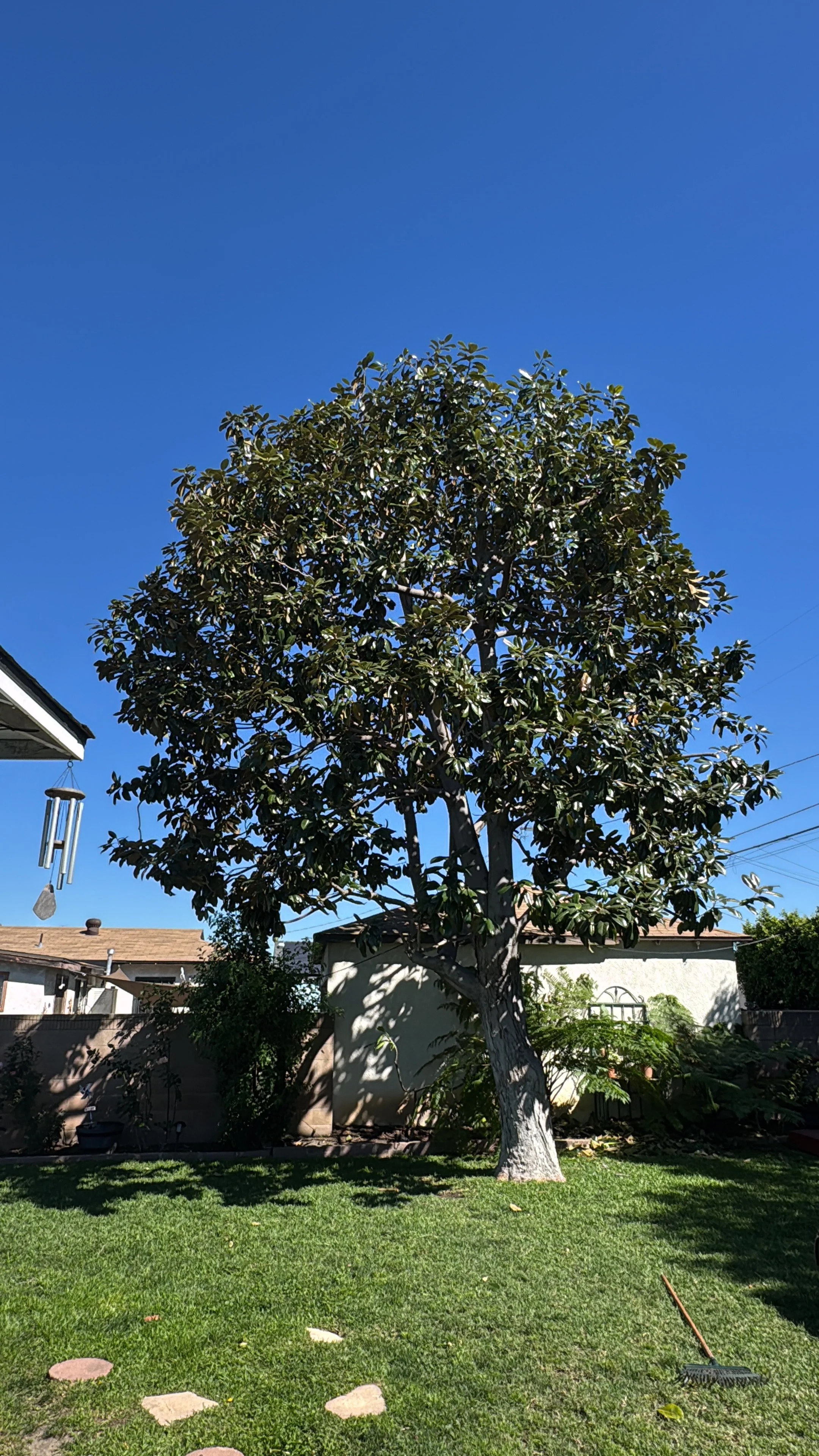 Magnolia Tree Pruned.JPG
