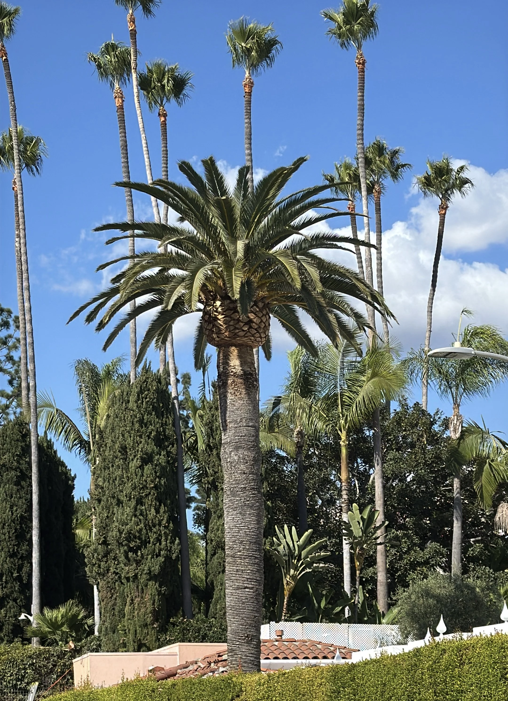 Palm Trees Pruned.jpg