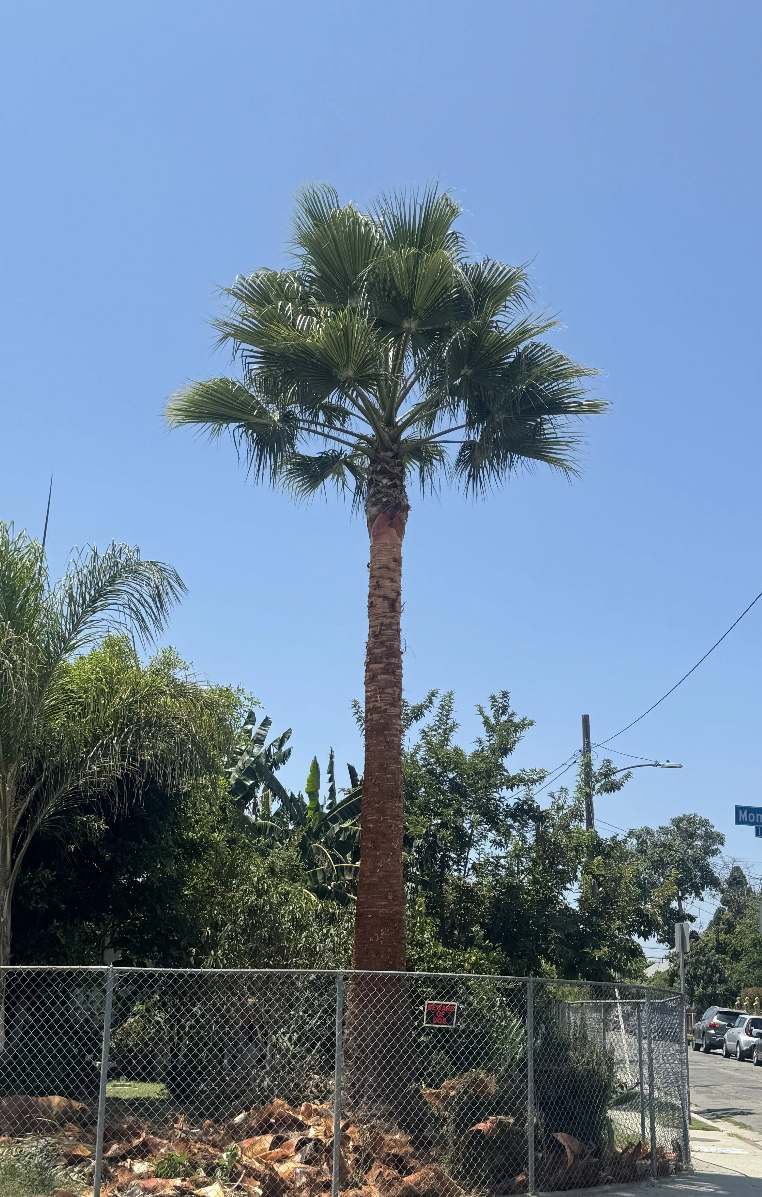 palm after.jpg