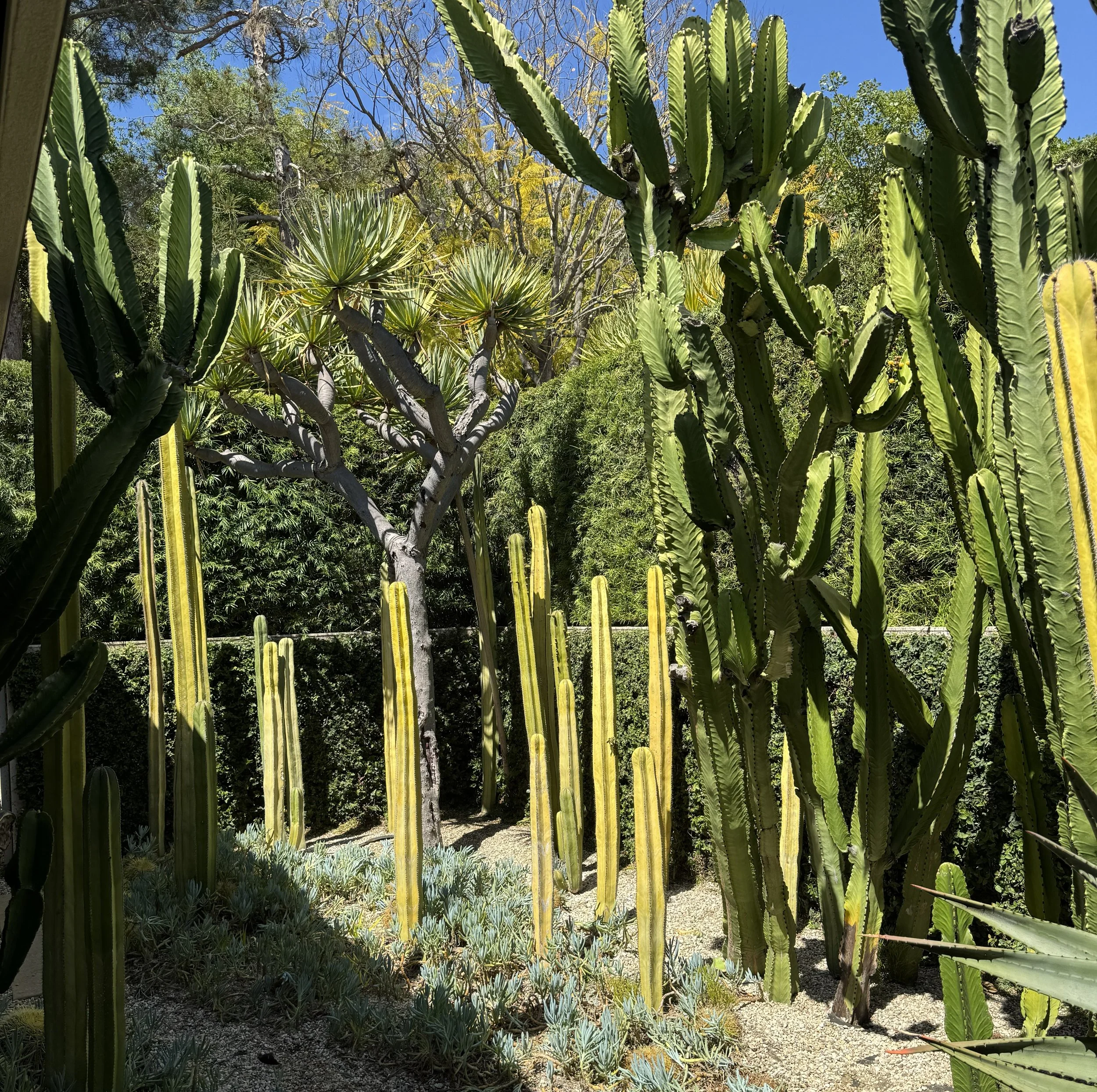 Succulent Garden.jpg