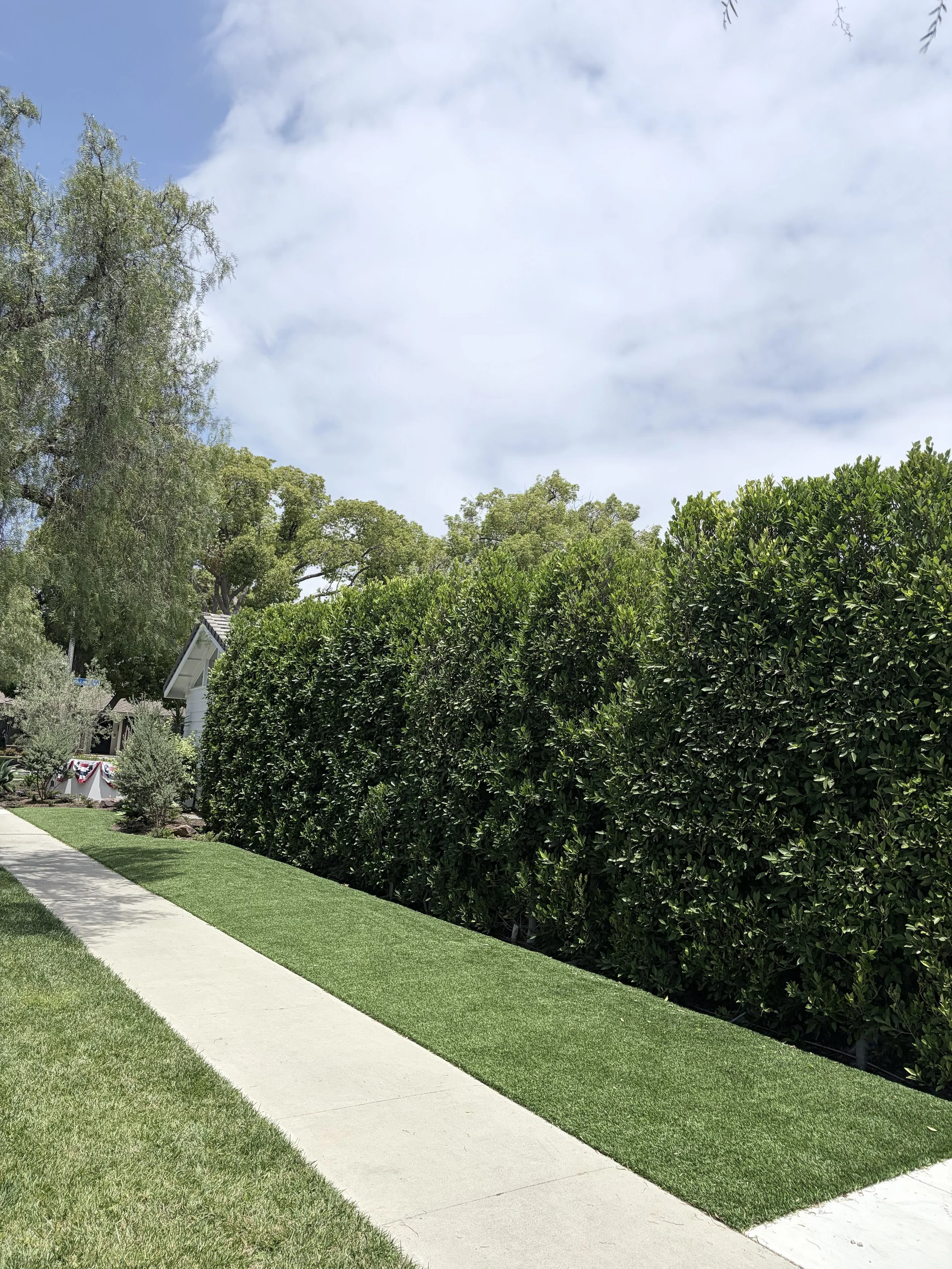 small hedge.jpg