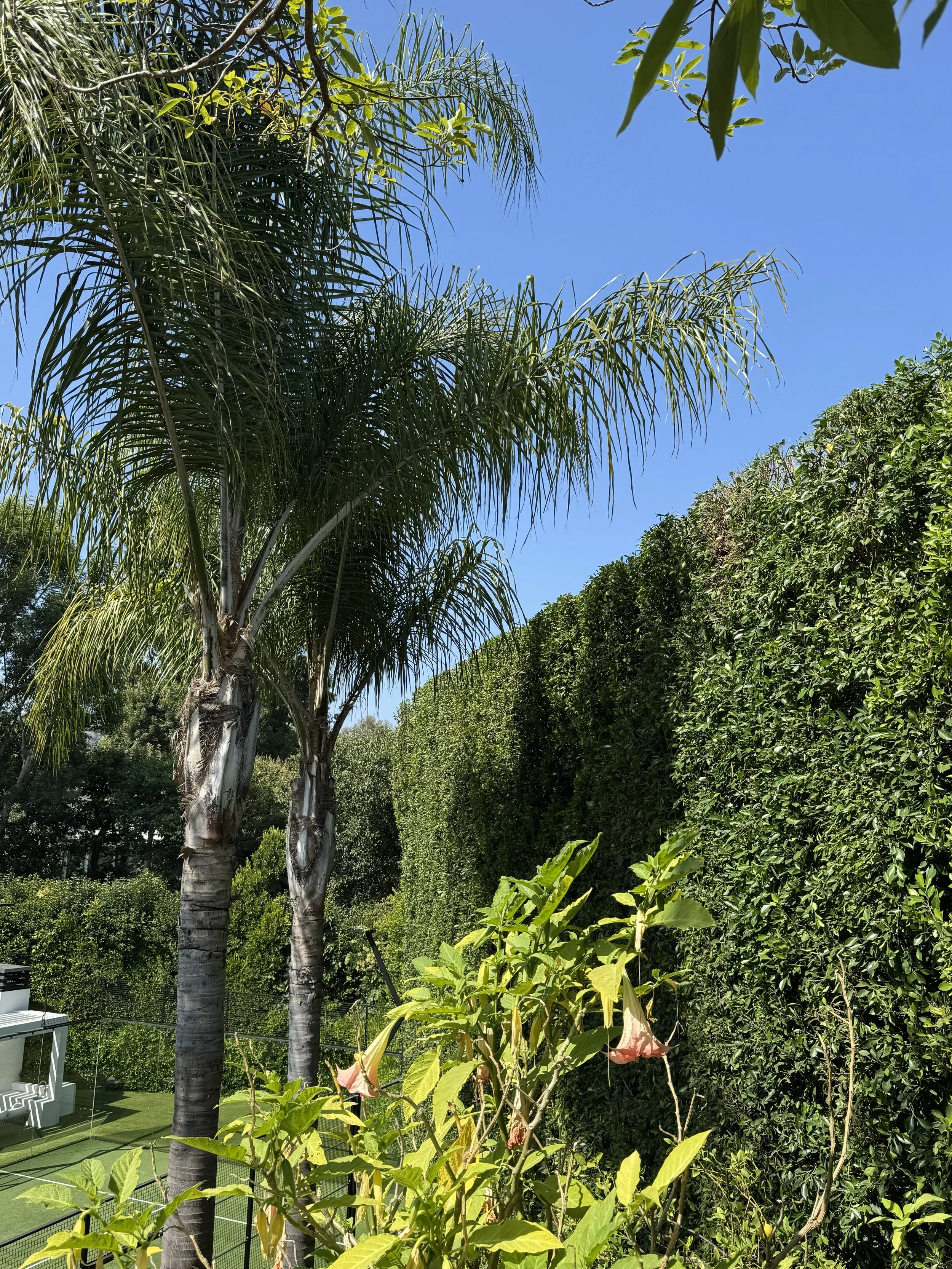 ficus hedge.jpg